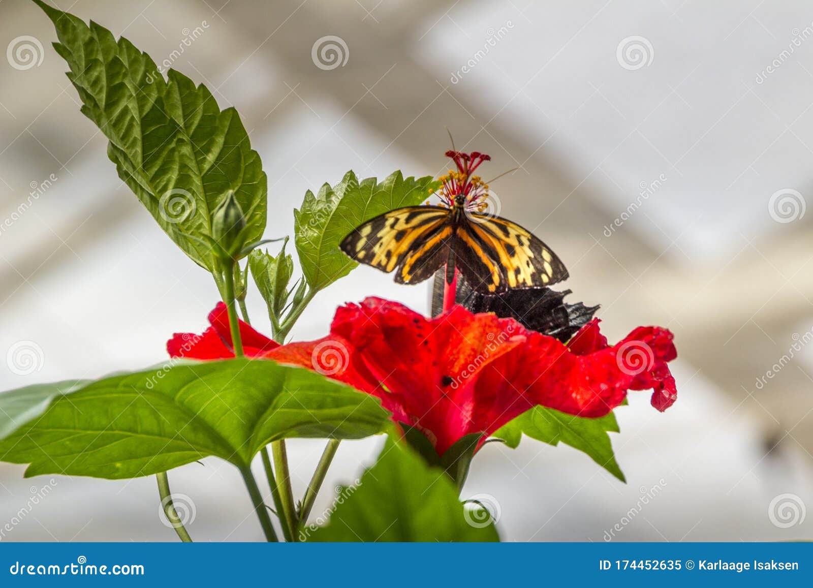 Der Boden Des Botanischen Gartens Von MainauInsel, Der Bucht Auf Dem