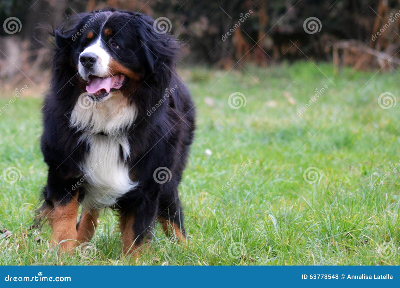 Der BouvierHund stockfoto. Bild von hunde, garten, hund 63778548