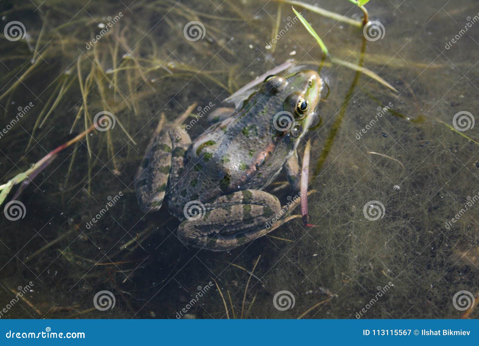 Der Frosch sitzt im Teich stockbild. Bild von sommer 113115567