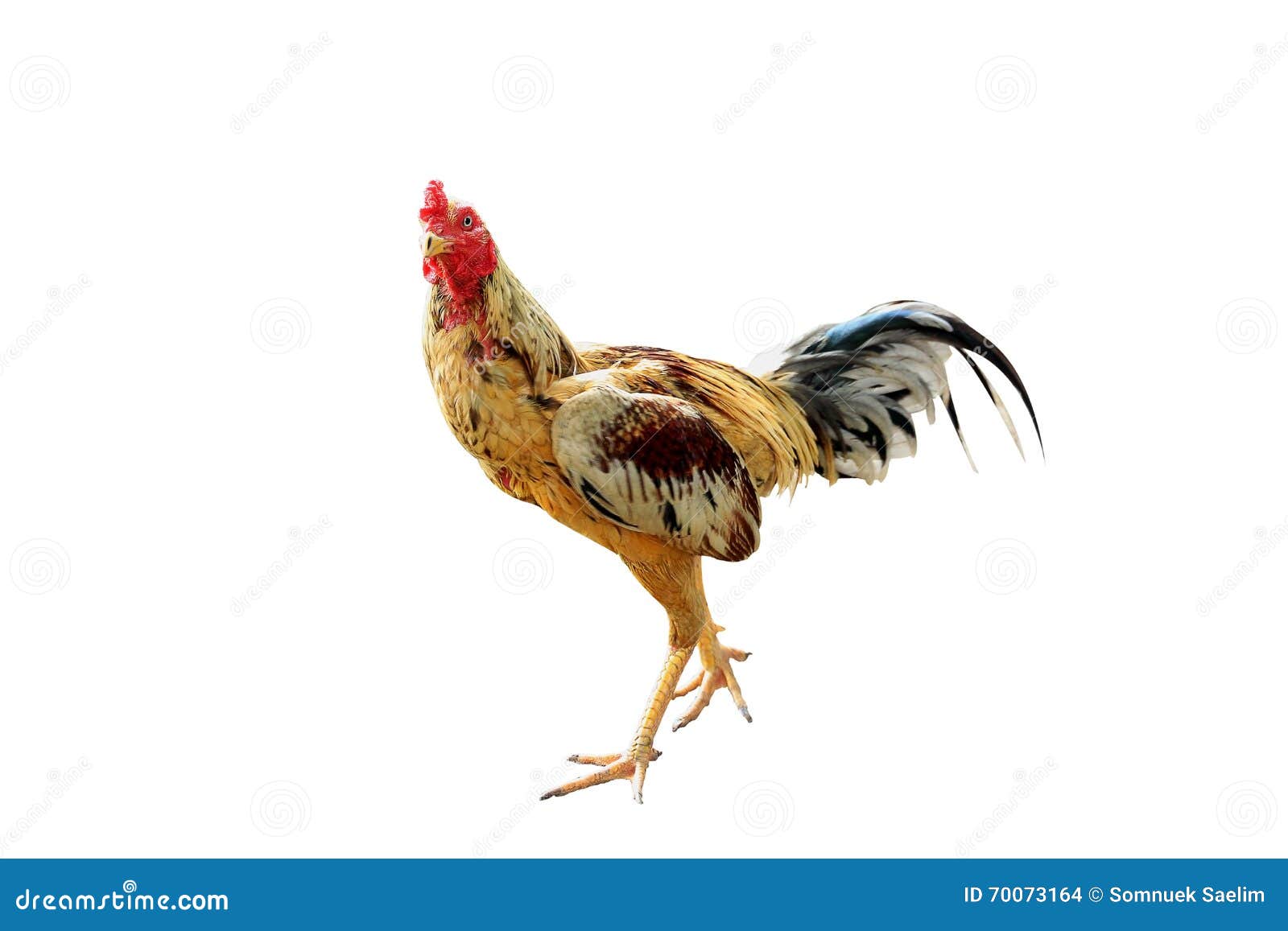 Der Hahnenkampf In Thailand Stockfoto Bild Von Hahn Bewirtschaften 70073164