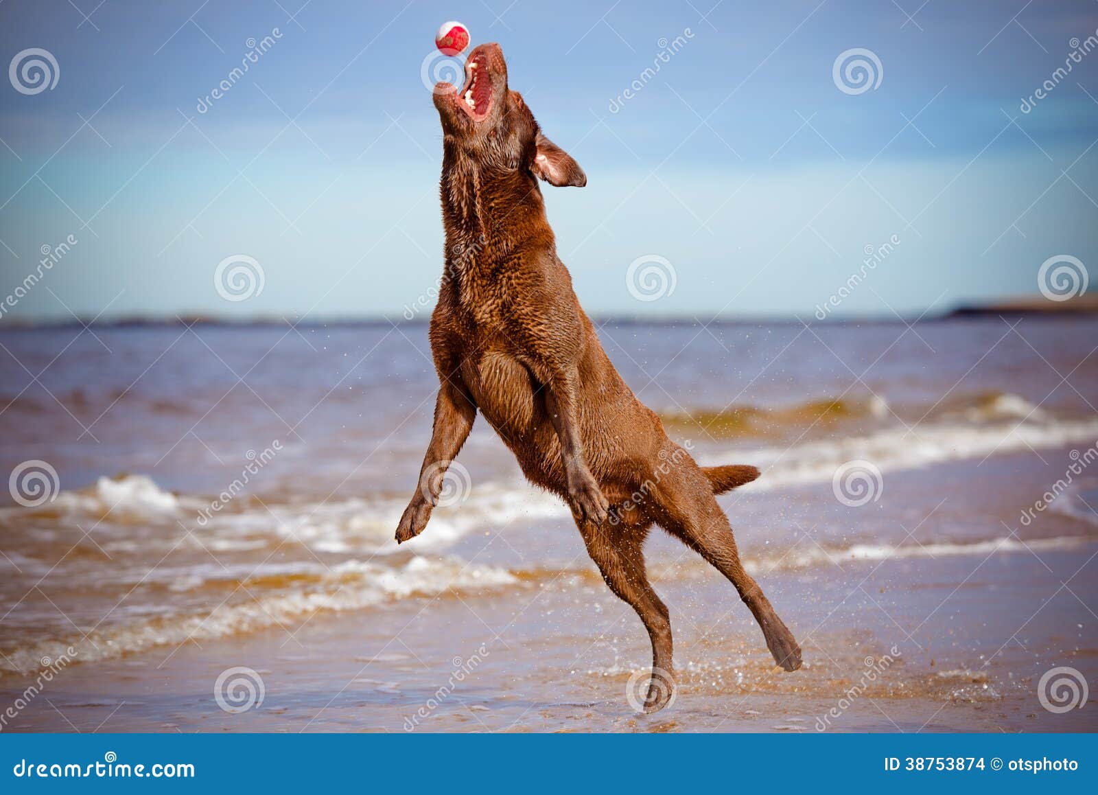 Der Hund Fang Bis Springend Ein Ball Stockfoto Bild von draußen, spaß