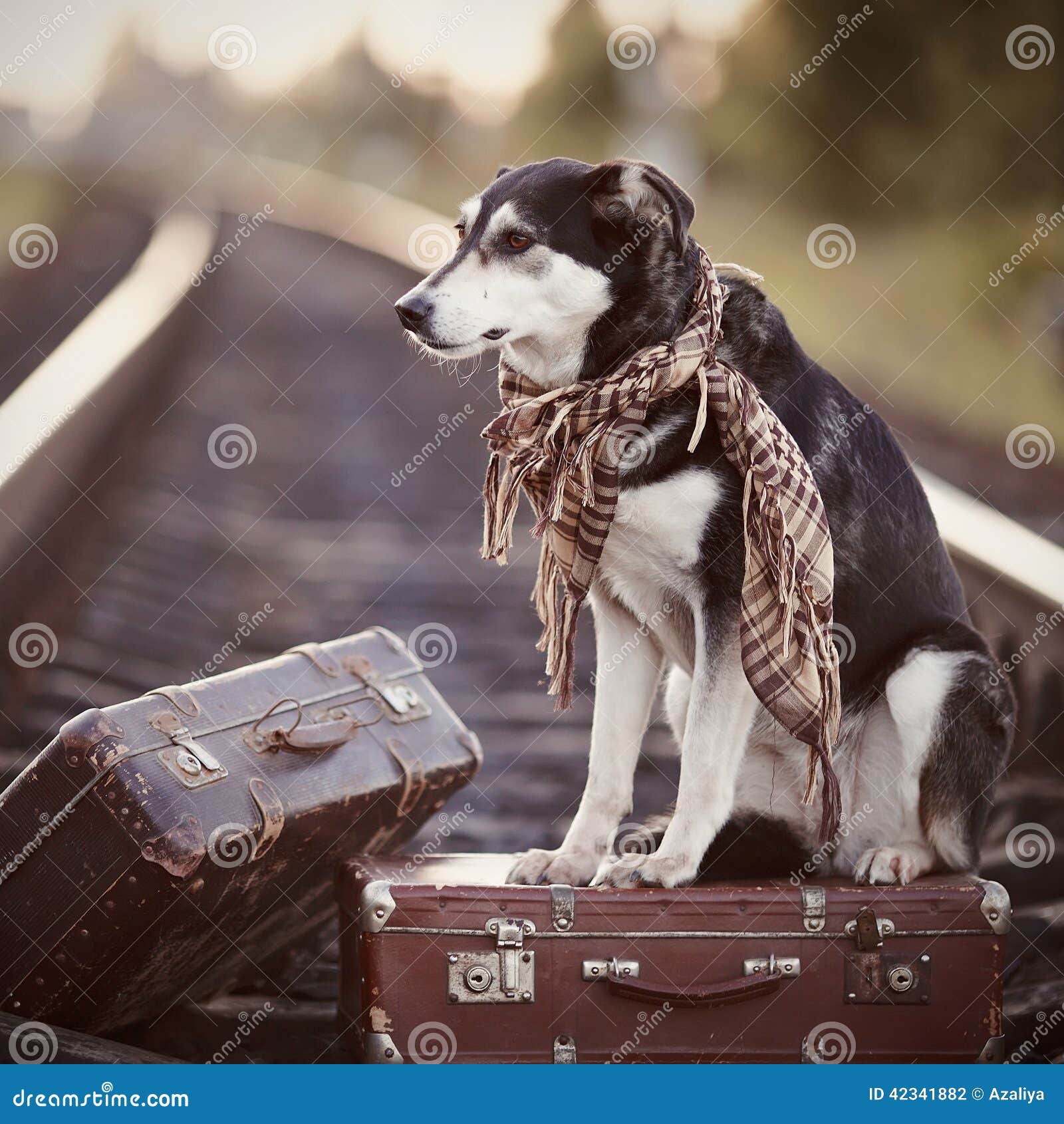 Der Hund Sitzt Auf Einem Koffer Auf Schienen Stockfoto Bild von