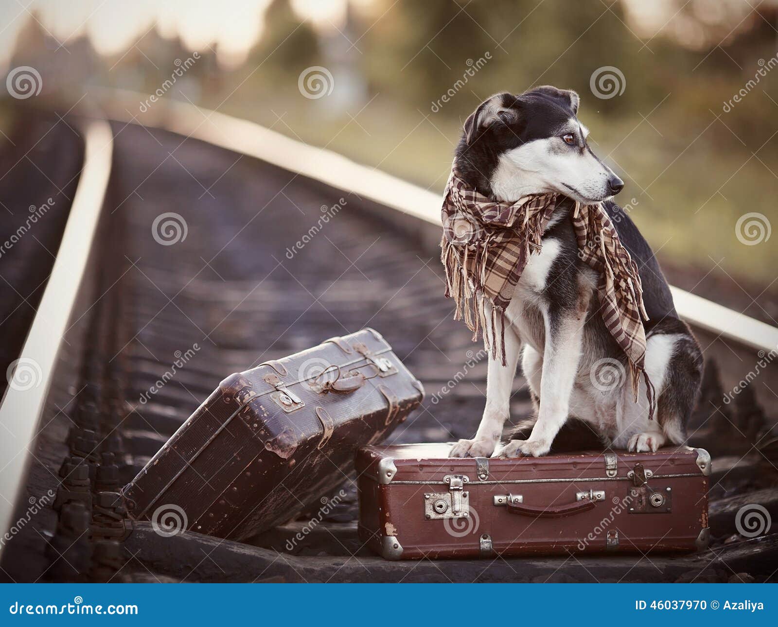 Der Hund Sitzt Auf Einem Koffer Auf Schienen Stockfoto Bild von