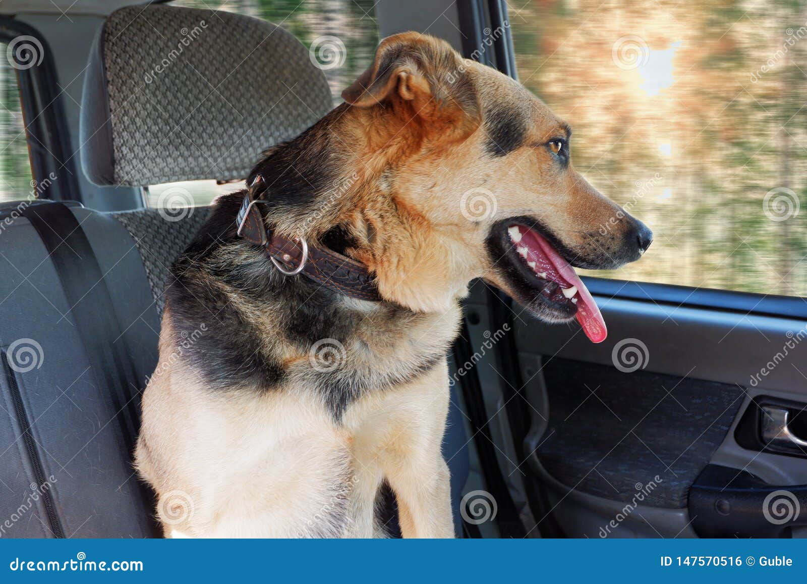 Der Hund Sitzt Im Auto Mit Seiner Zunge, Die Heraus Gehaftet Wird Und