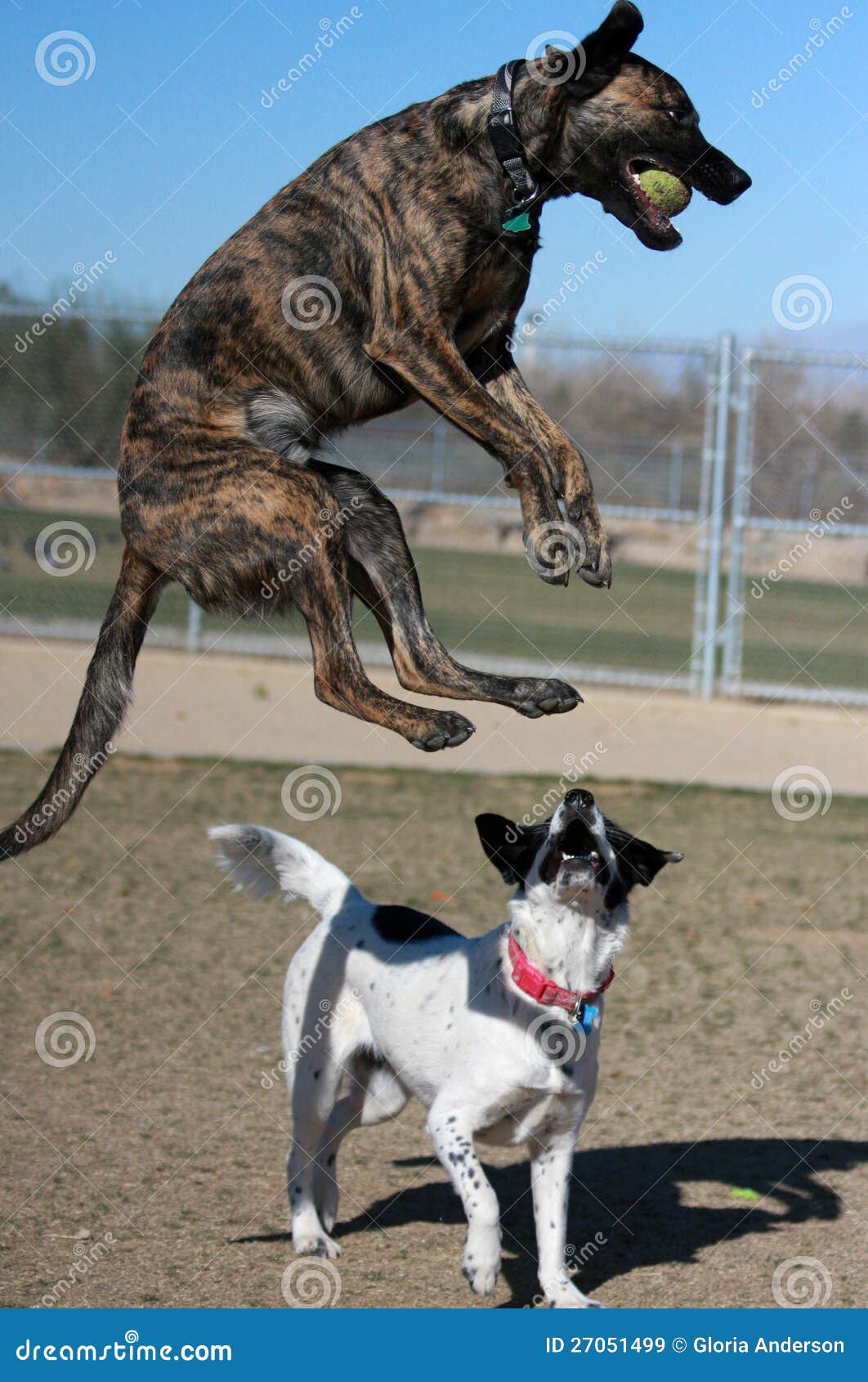 Der Hund Springend In Die Anziehende Kugel Der Luft Stockbild Bild