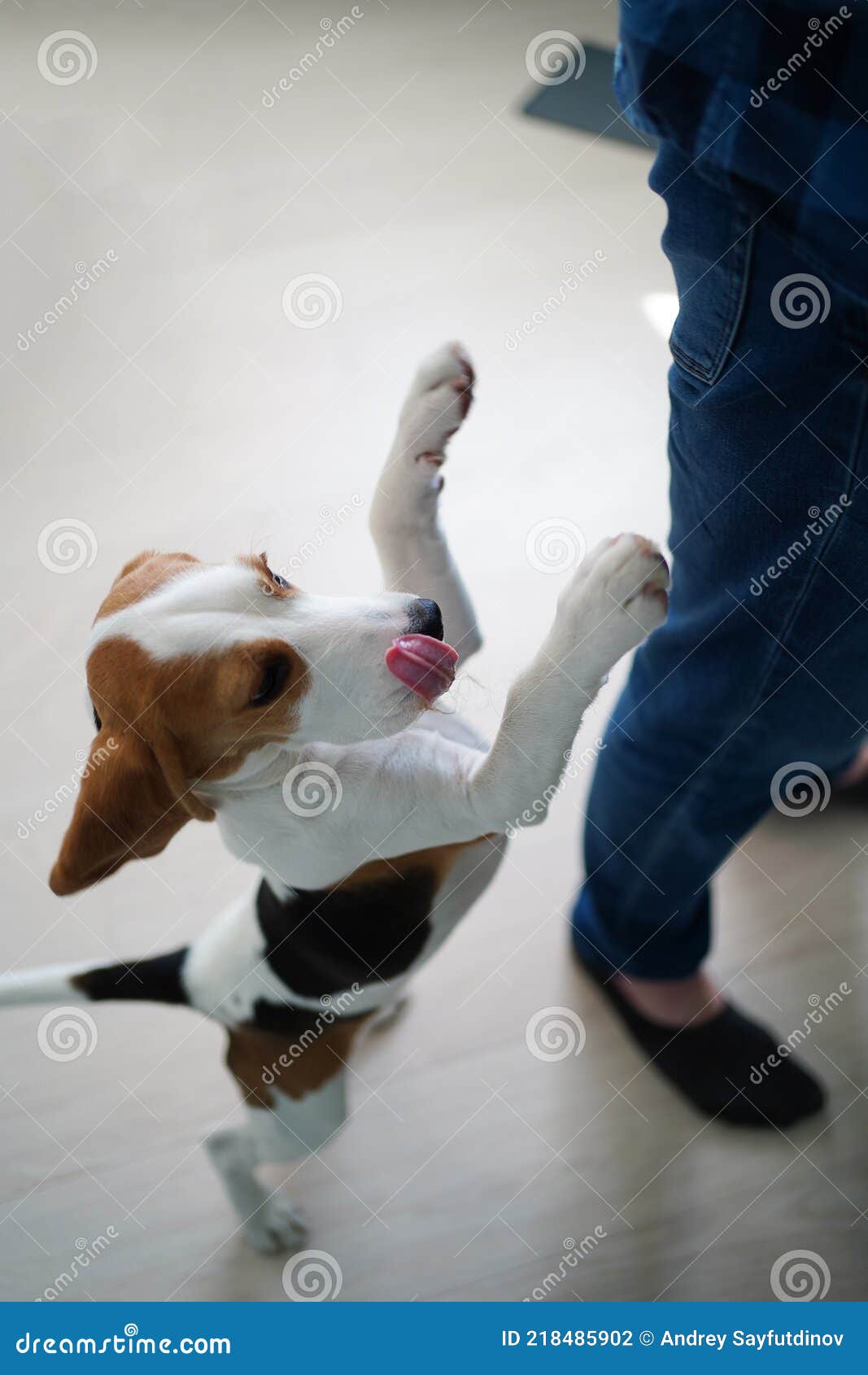 Der Hund Steht Auf Den Hinterbeinen Und Bittet Um Futter Vom Tisch