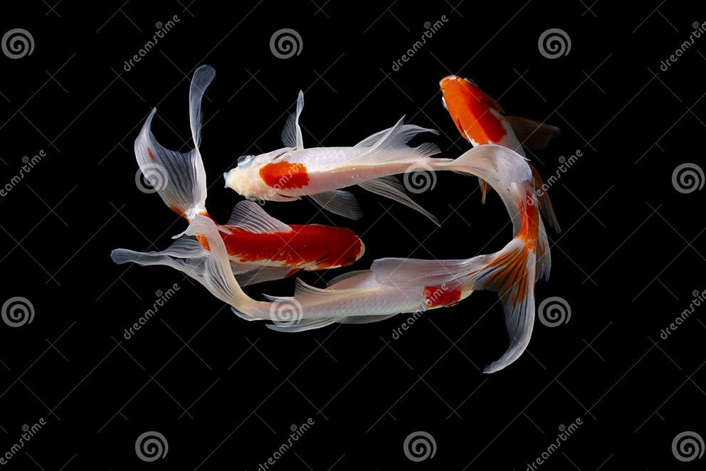 Der Japanische Schwarzer Hintergrund KoiFische Stockbild Bild von