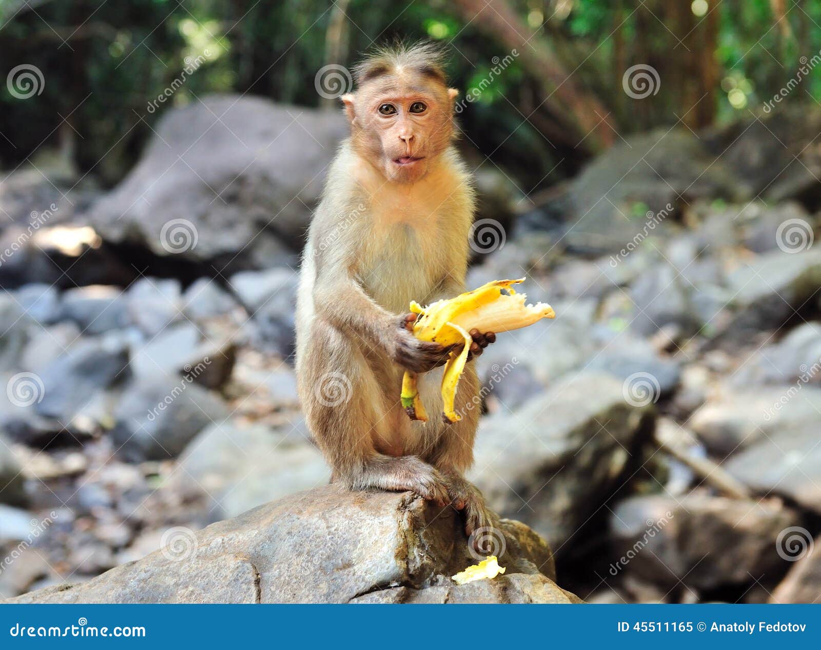 Обезьяна подавилася бананом. Маленькая обезьянка с бананом. Обезьяна с камнем. Обезьяна держит банан. Обезьяна ест банан.