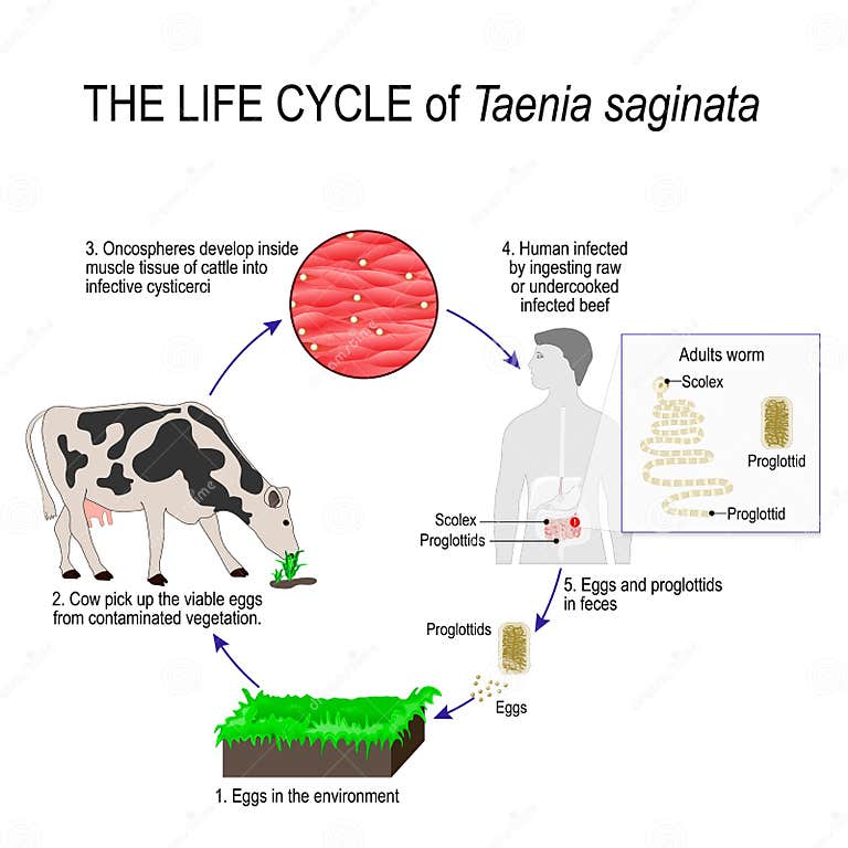 Der Lebenszyklus Des Taenia Saginata- Oder Rindfleischbandwurms Vektor ...