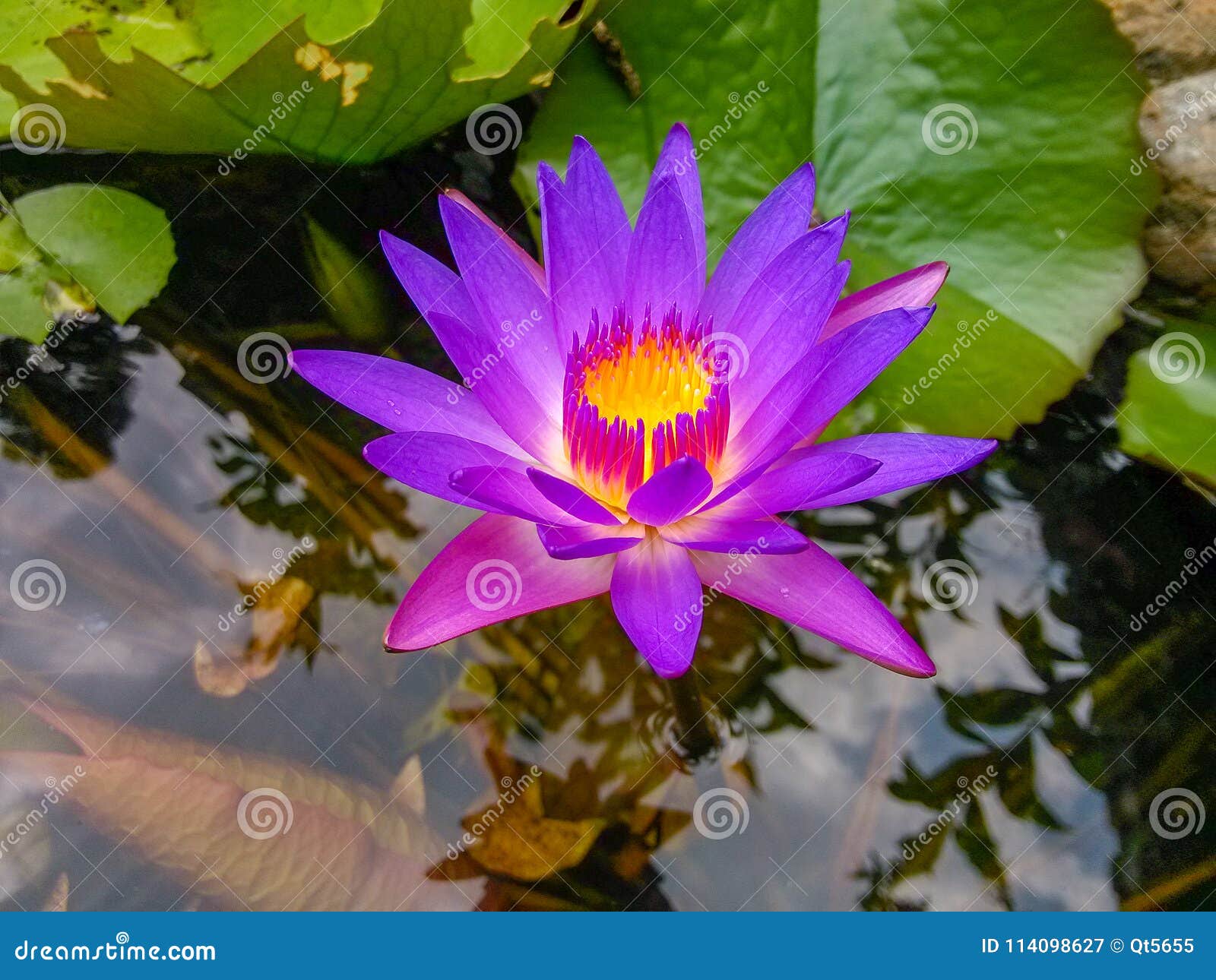 Der Lotos im Teich stockbild. Bild von schön, park, rosa 114098627