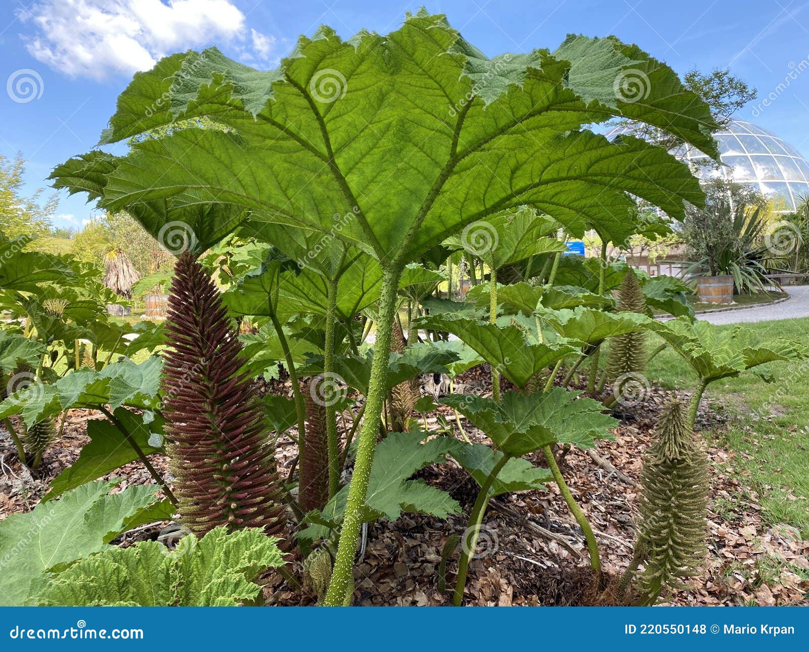 Der Riesige Rhabarber Gunnera Tinctoria Chilenischer Rhabarber