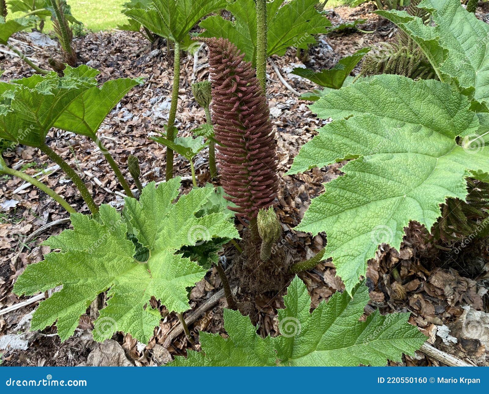 Der Riesige Rhabarber Gunnera Tinctoria Chilenischer Rhabarber