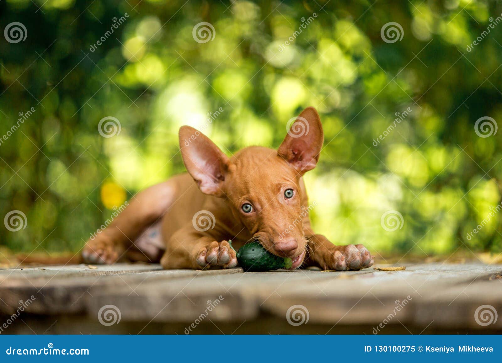 Der Rote Hund Roten Welpe Pharaos In Der Netten Essengurke Der Natur