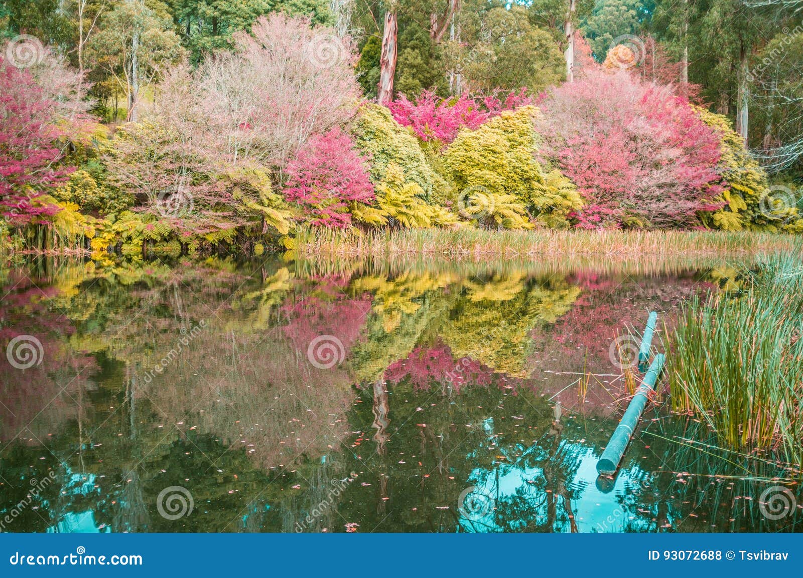 Der See Im Herbst Nationale Rhododendron Garten Olinda Austr