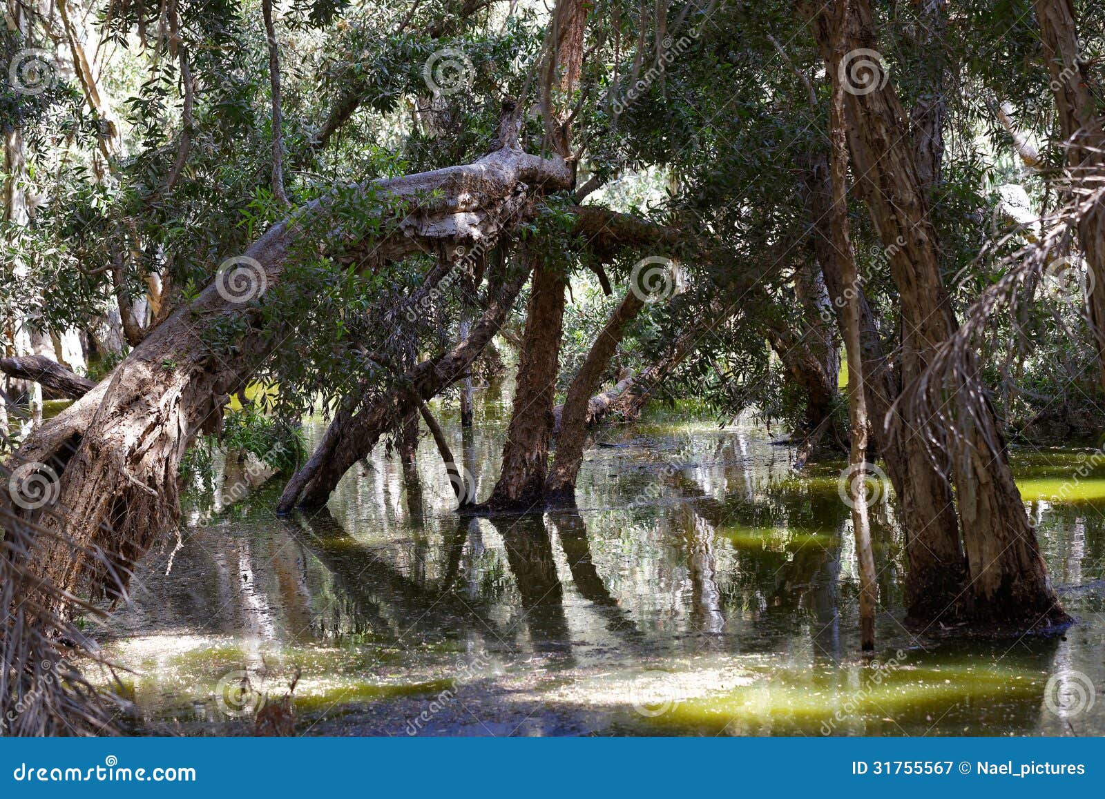 Der Sumpf stockbild. Bild von teich, afrika, wasser, oberfläche 31755567