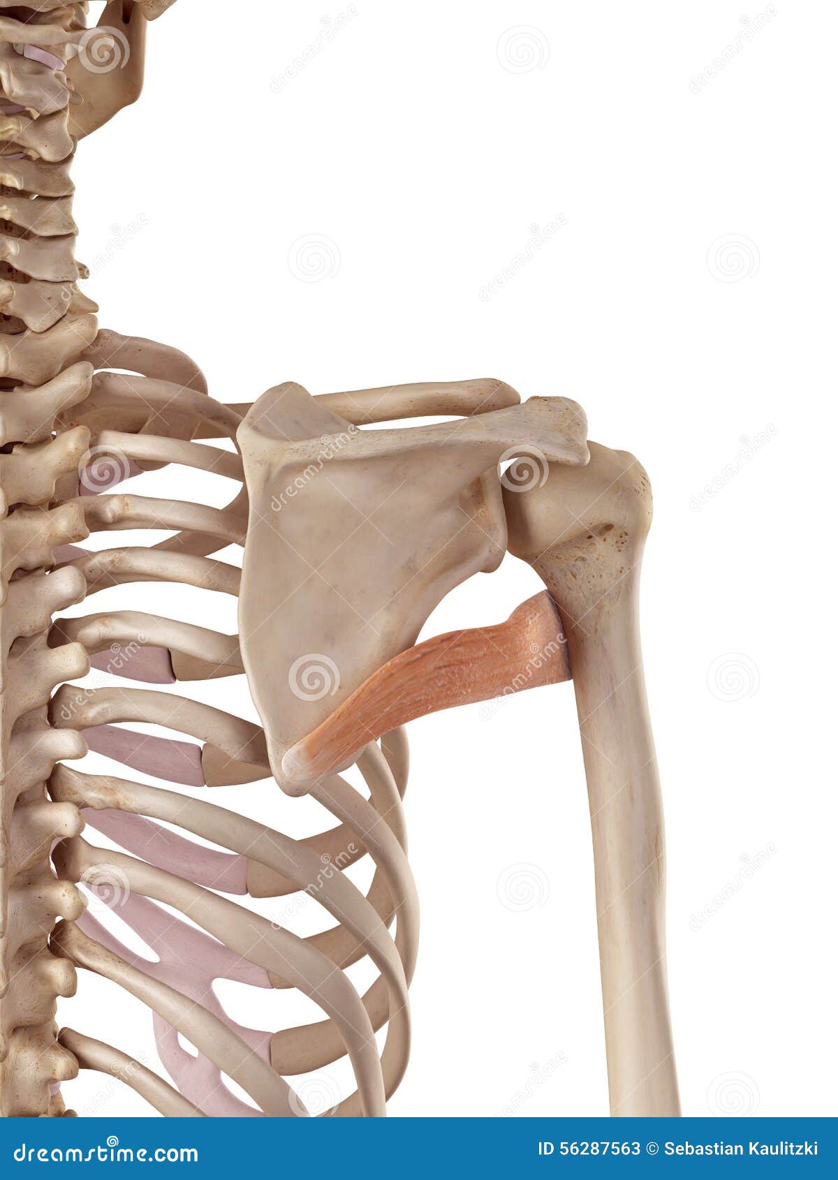 Der teres Major stock abbildung. Illustration von biomedizinisch - 56287563