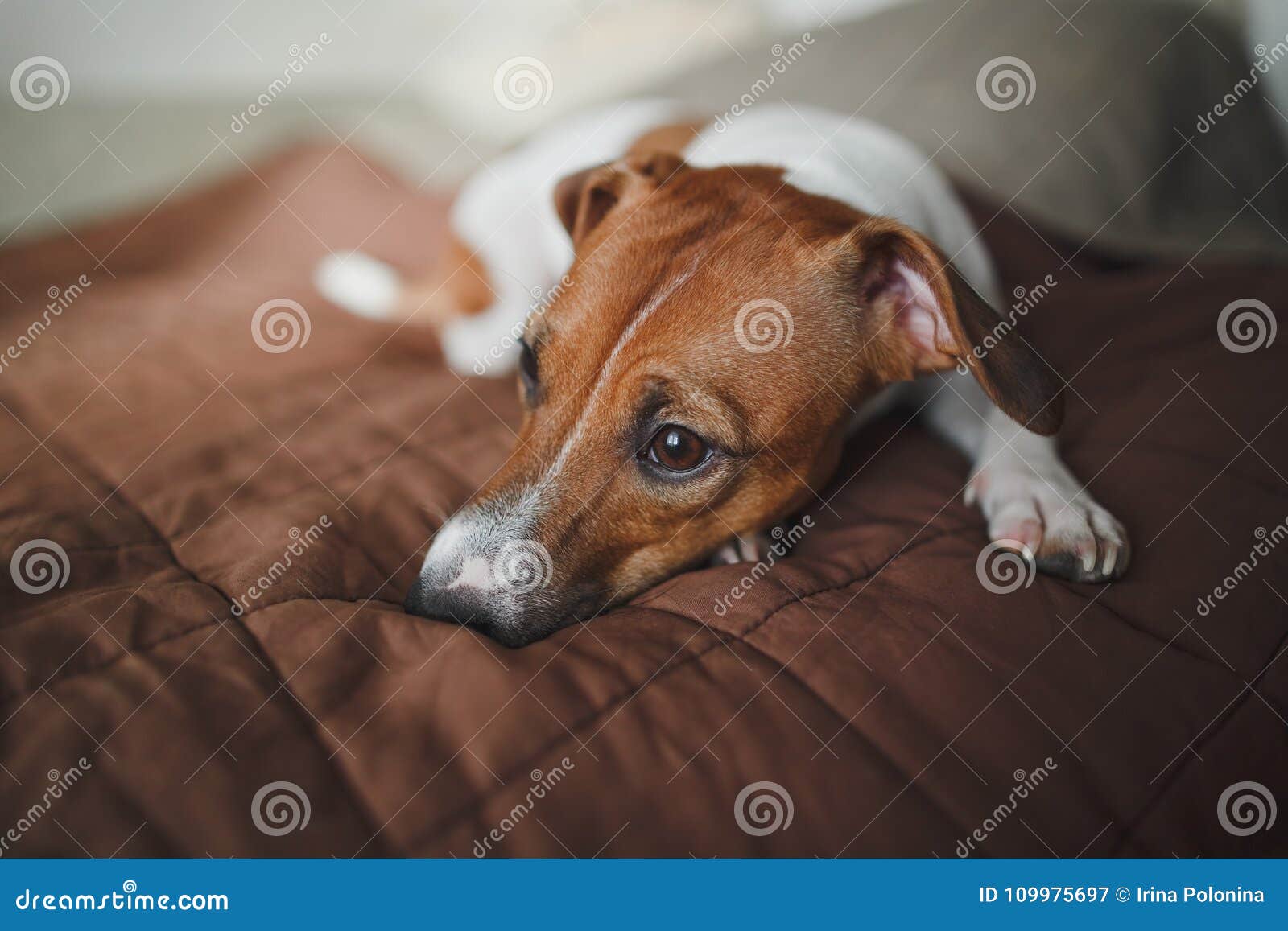 Der Traurigste Hund Der Zucht Jack Russell Terrier Liegt ...