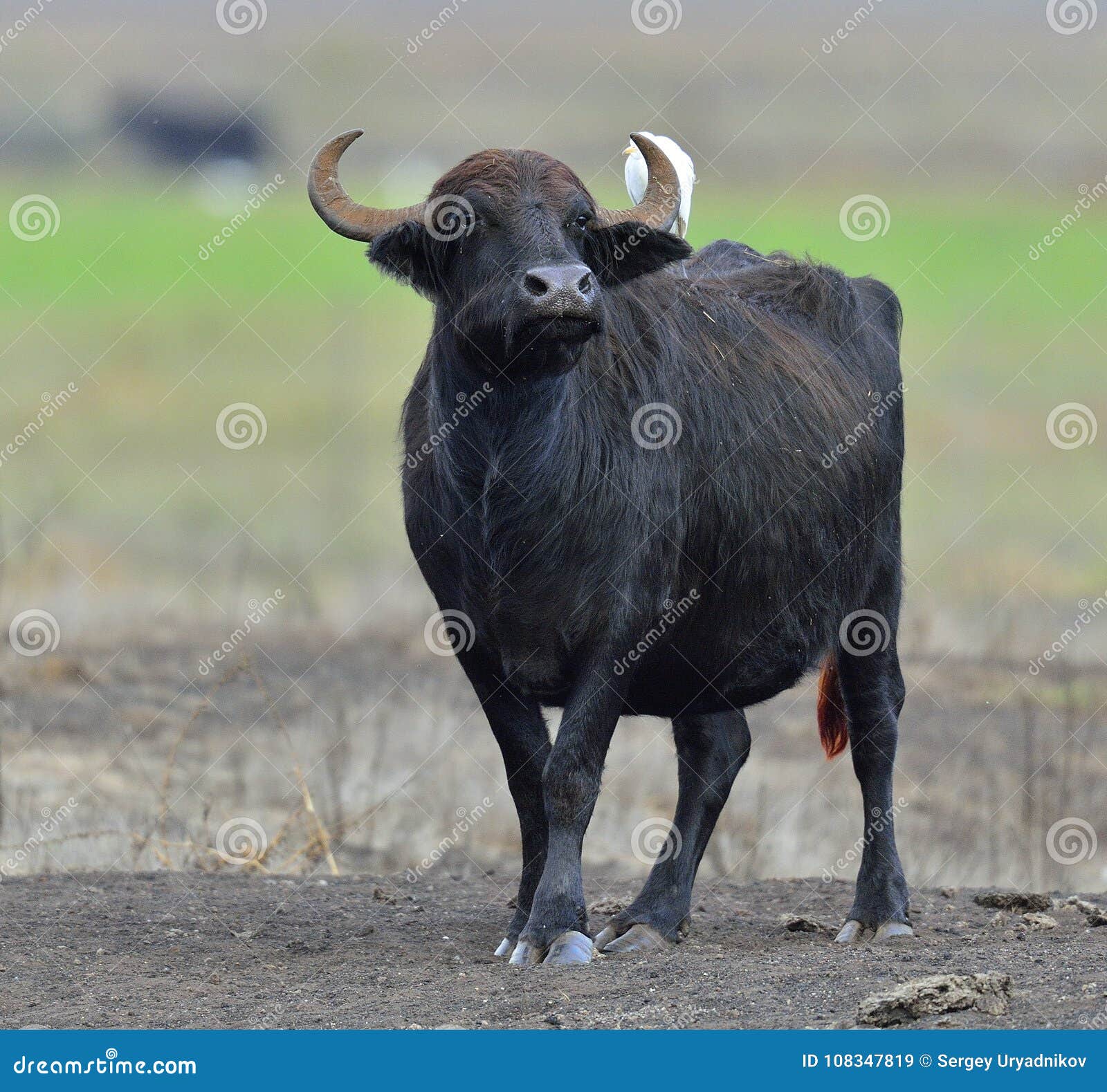 Der Wilde Wasserbuffel Mit Weissem Reiher Stockbild Bild Von Landwirtschaftlich Vogel 108347819