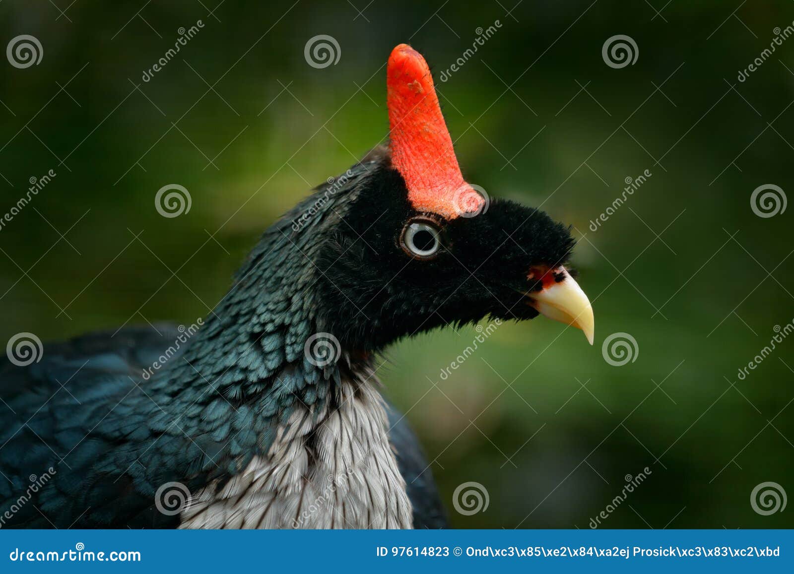 Derbianus à Cornes De Guan Doreophasis Oiseau Rare De