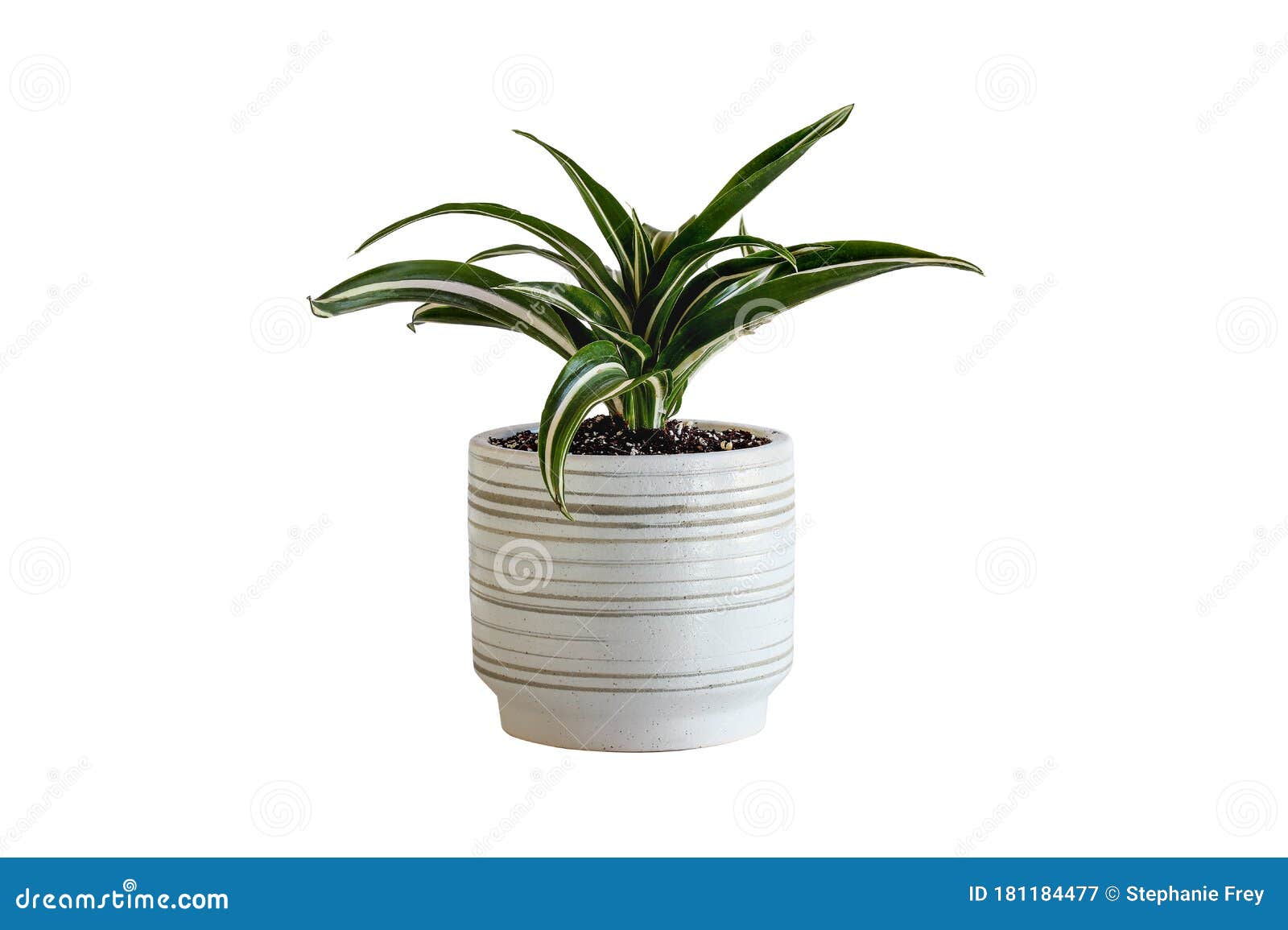 Deremensis Blanc En Pot De Bijou Dracaena Isolée Sur Le Blanc Image stock -  Image du botanique, coupure: 181184477