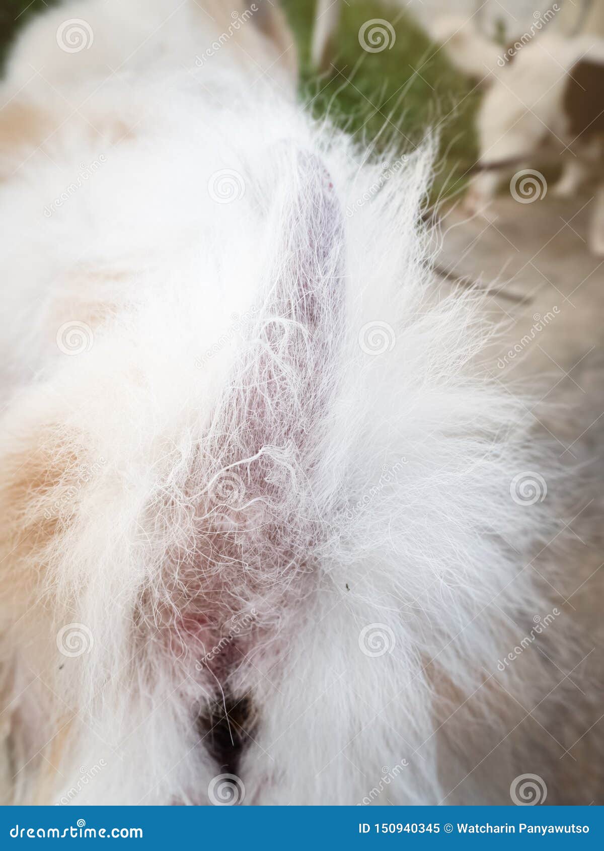 The Dermatitis In Dogshow Disease On Dog Skin Stock Image Image Of