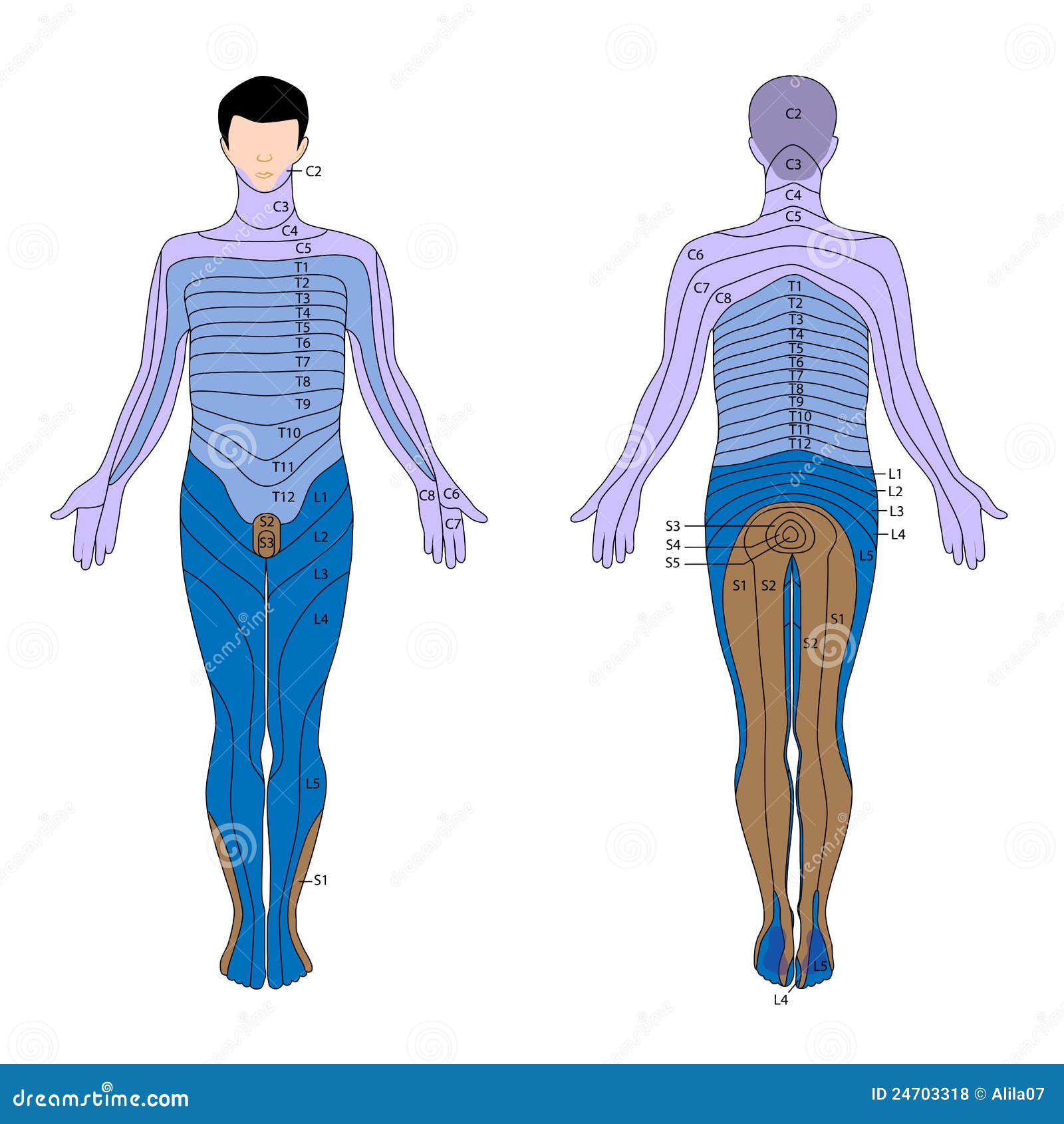 Dermatome Chart Free