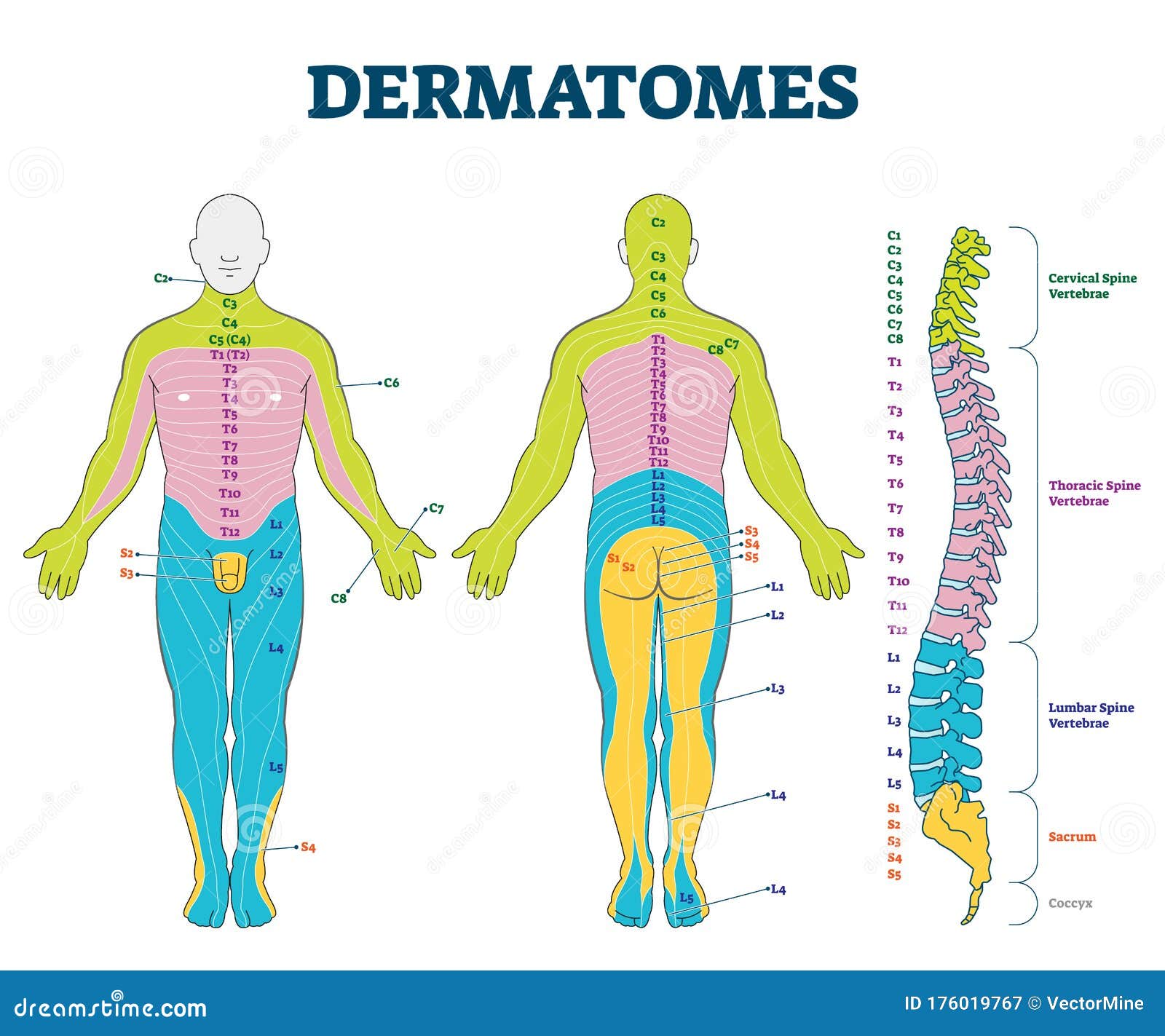 dermatomes  . labeled educational anatomical skin parts.