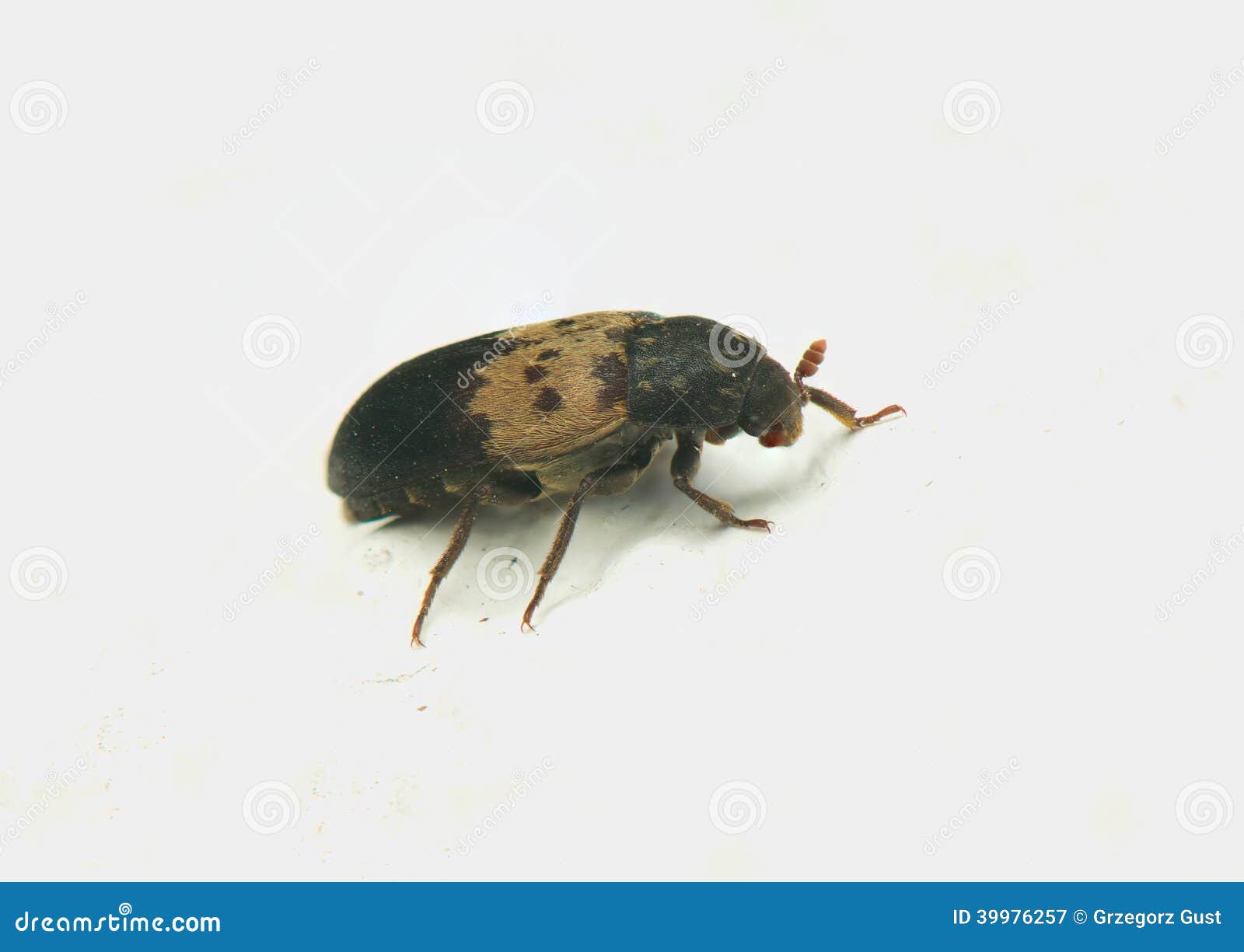 Dermestes Lardarius Larder Beetle Small Pest Insect RoyaltyFree Stock