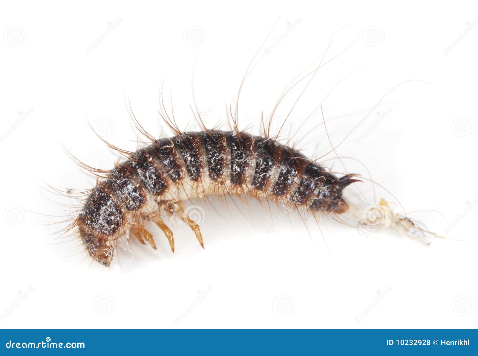 Dermestid beetle larvae. stock photo. Image of color - 10232928