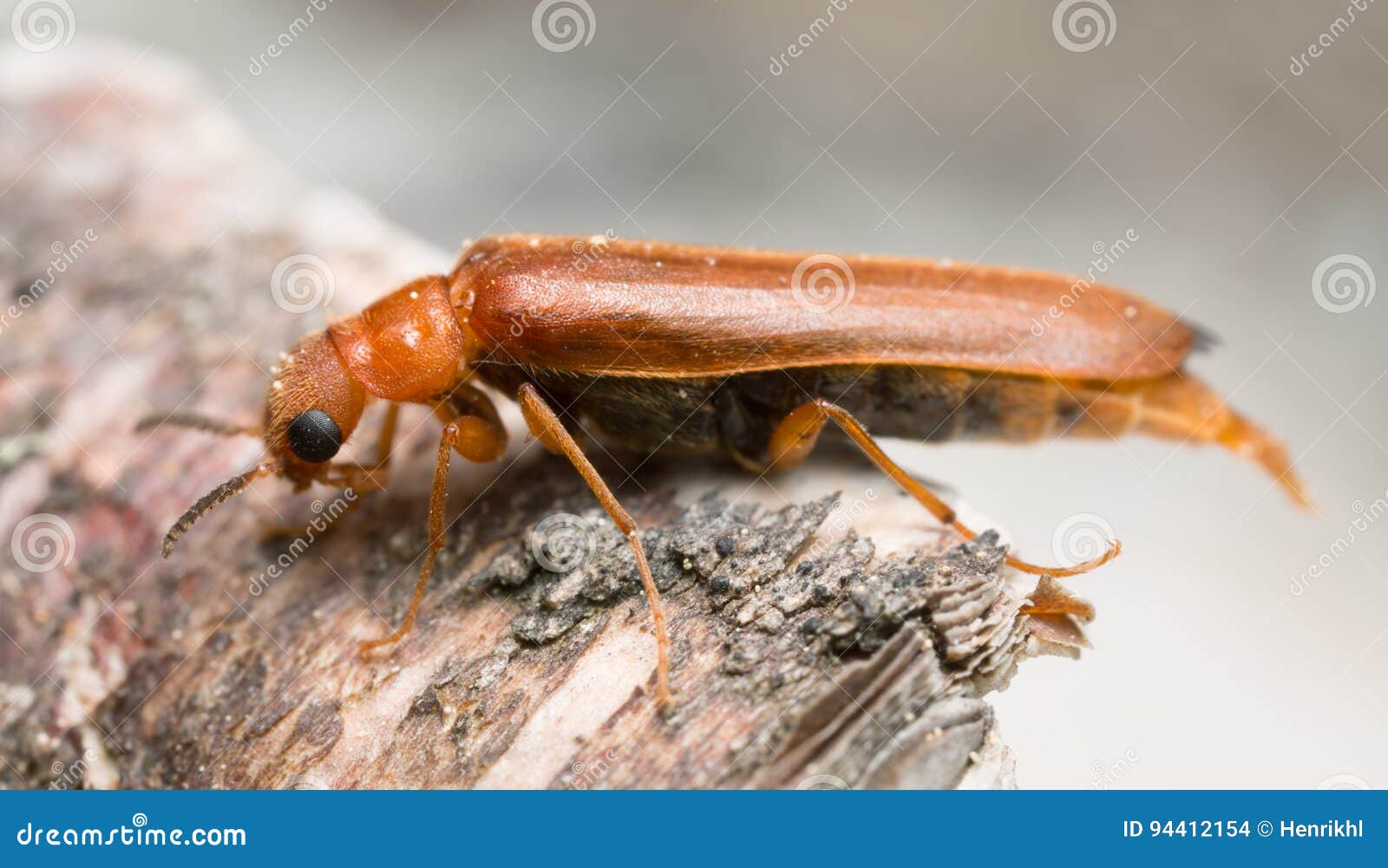 Dermestoides femeninos de Hylecoetus que ponen los huevos en la madera de abedul. Los dermestoides de Hylecoetus son un escarabajo de la familia de Lymexylidae