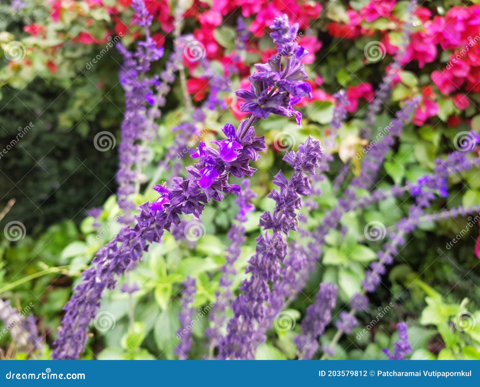 Des Fleurs En Petites Fleurs Violettes En Bord De Route De Jardin Disposées  Dans De Longues Tiges Photo stock - Image du beauté, herbacé: 203579812