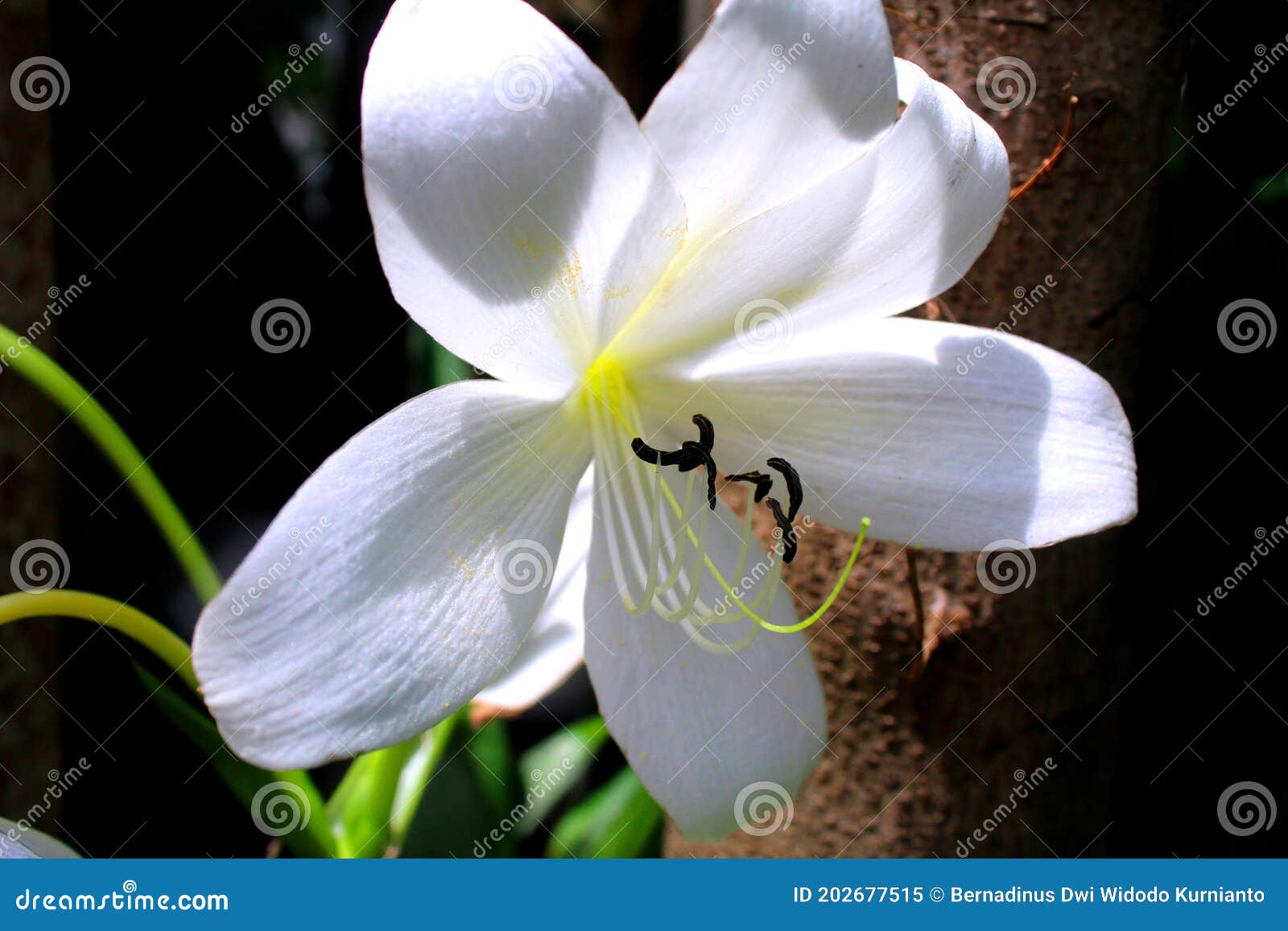 Des Lys Blancs En Latin Sont Appelés Liliums Image stock - Image du  lumineux, famille: 202677515