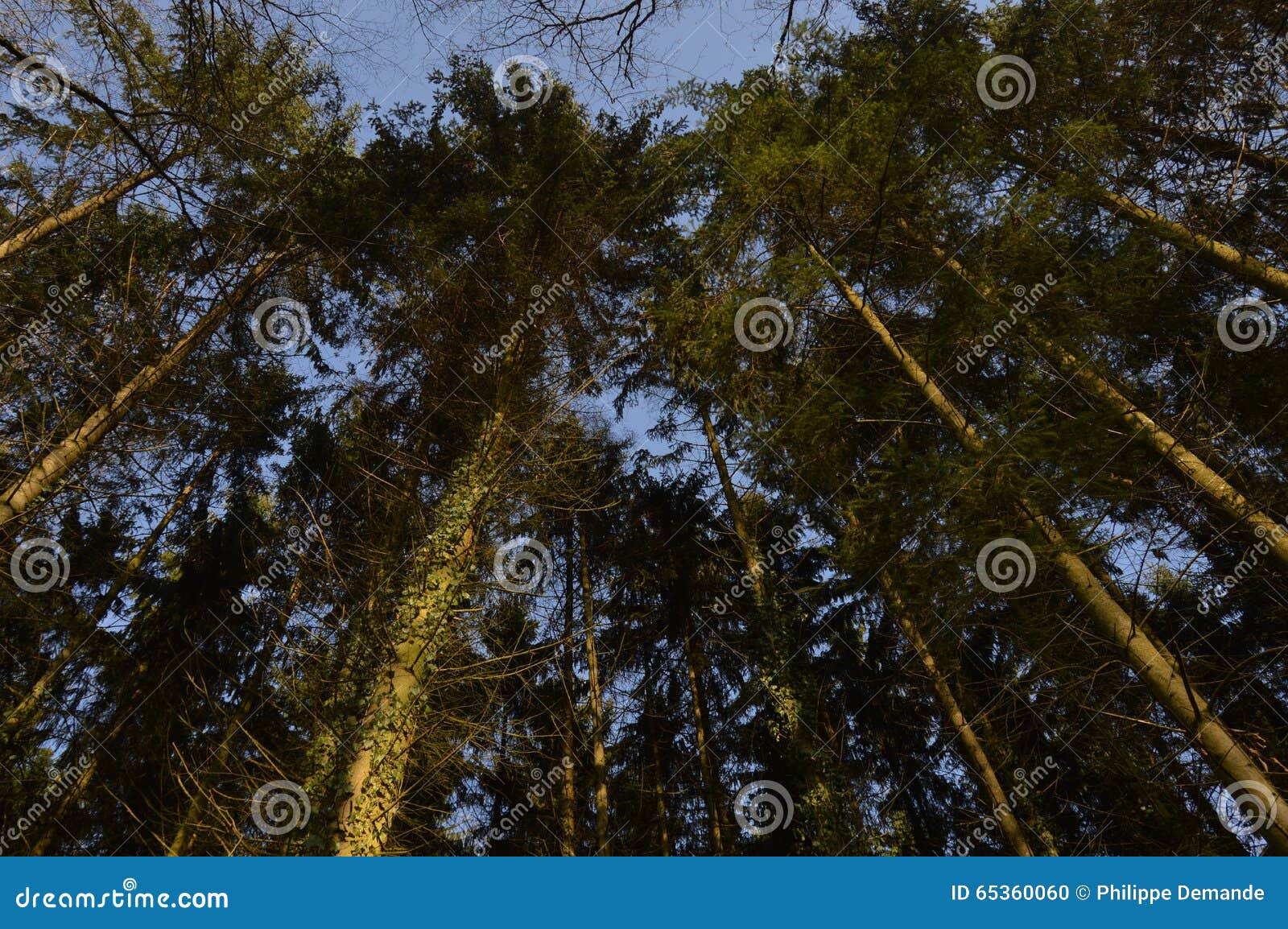 Des tournoyant arbres. Une vue d'arbres tournoyants