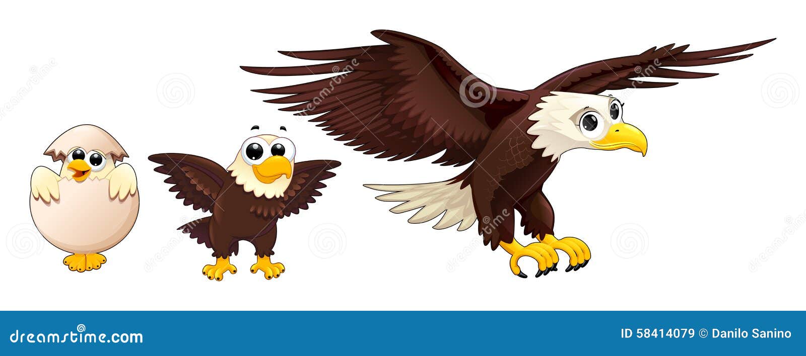 Desarrollo Del águila En Diversas Edades Ilustración del Vector -  Ilustración de joven, madre: 58414079