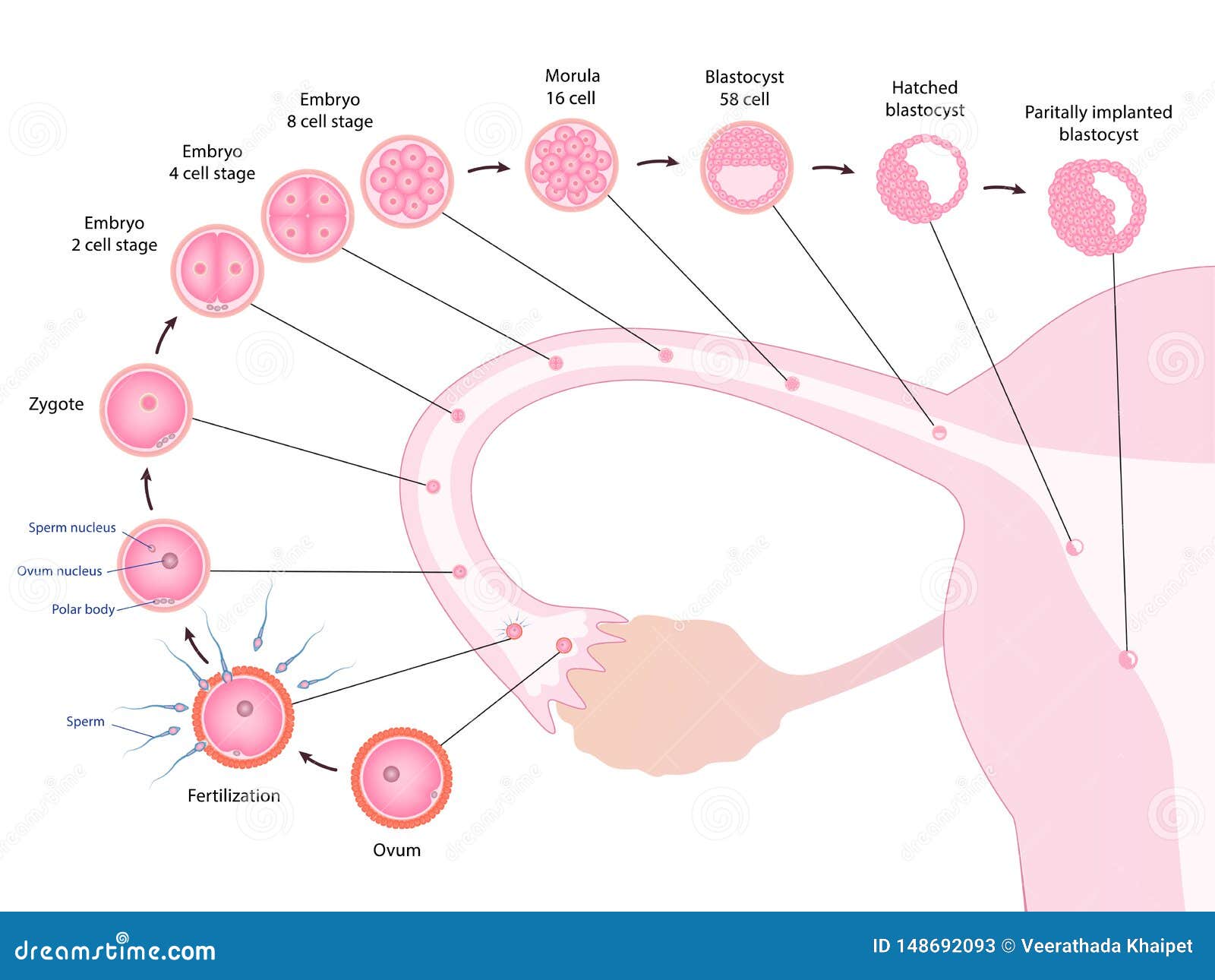 Desarrollo Humano Temprano En El Oviducto Ilustración del Vector