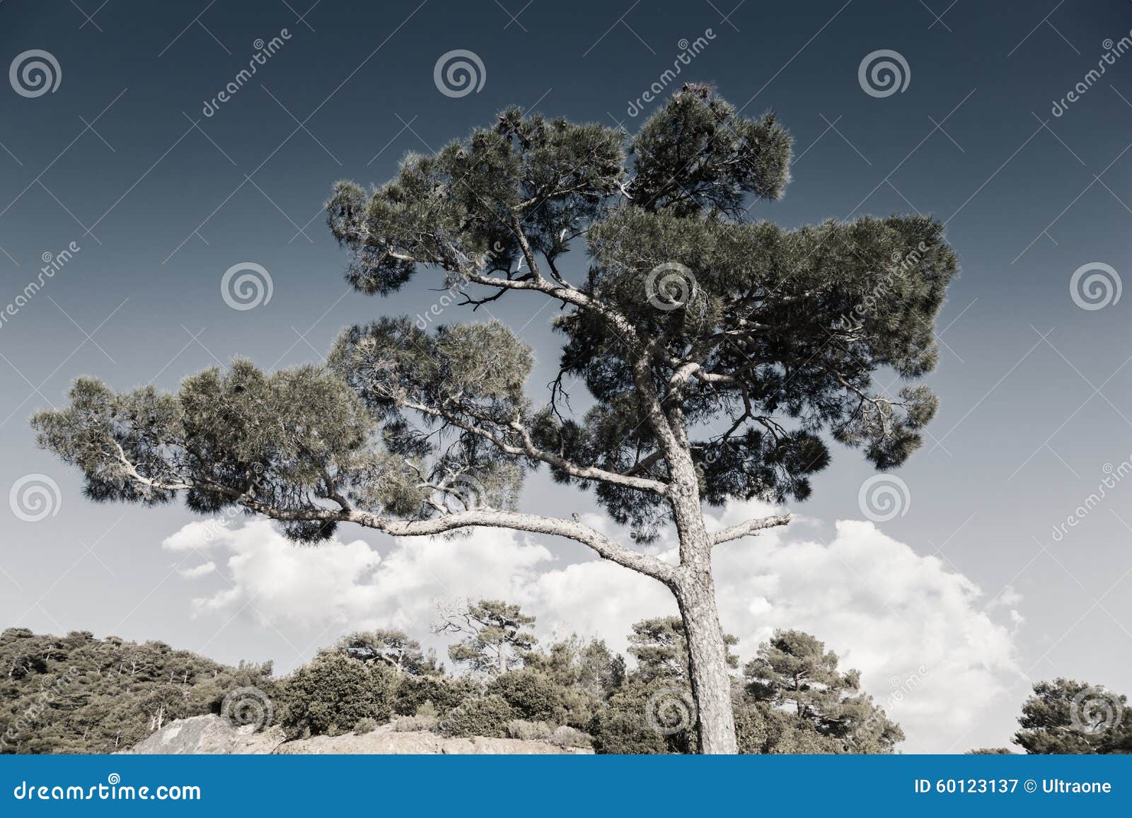 desaturated image of tree against the sky