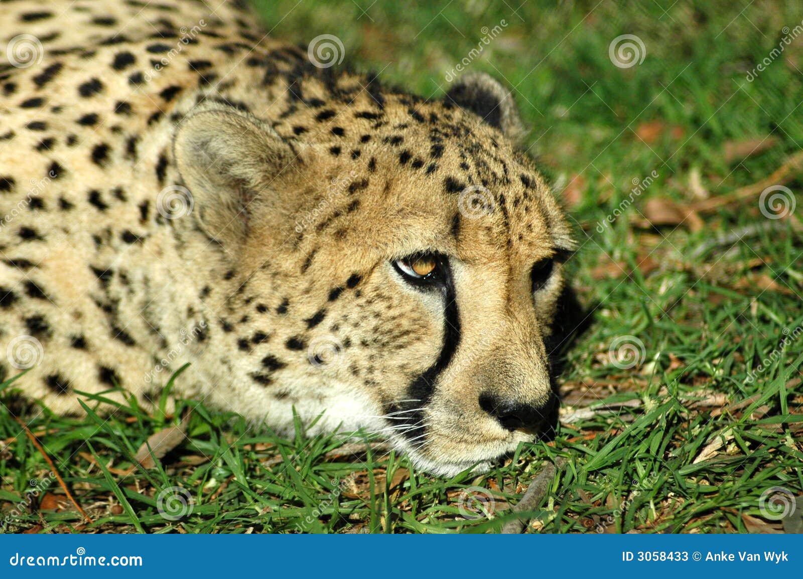 Descanso da chita. Um retrato principal predador da chita africana bonita com expressão tired na face que encontra-se na grama e que descansa em uma reserva do jogo em África do Sul