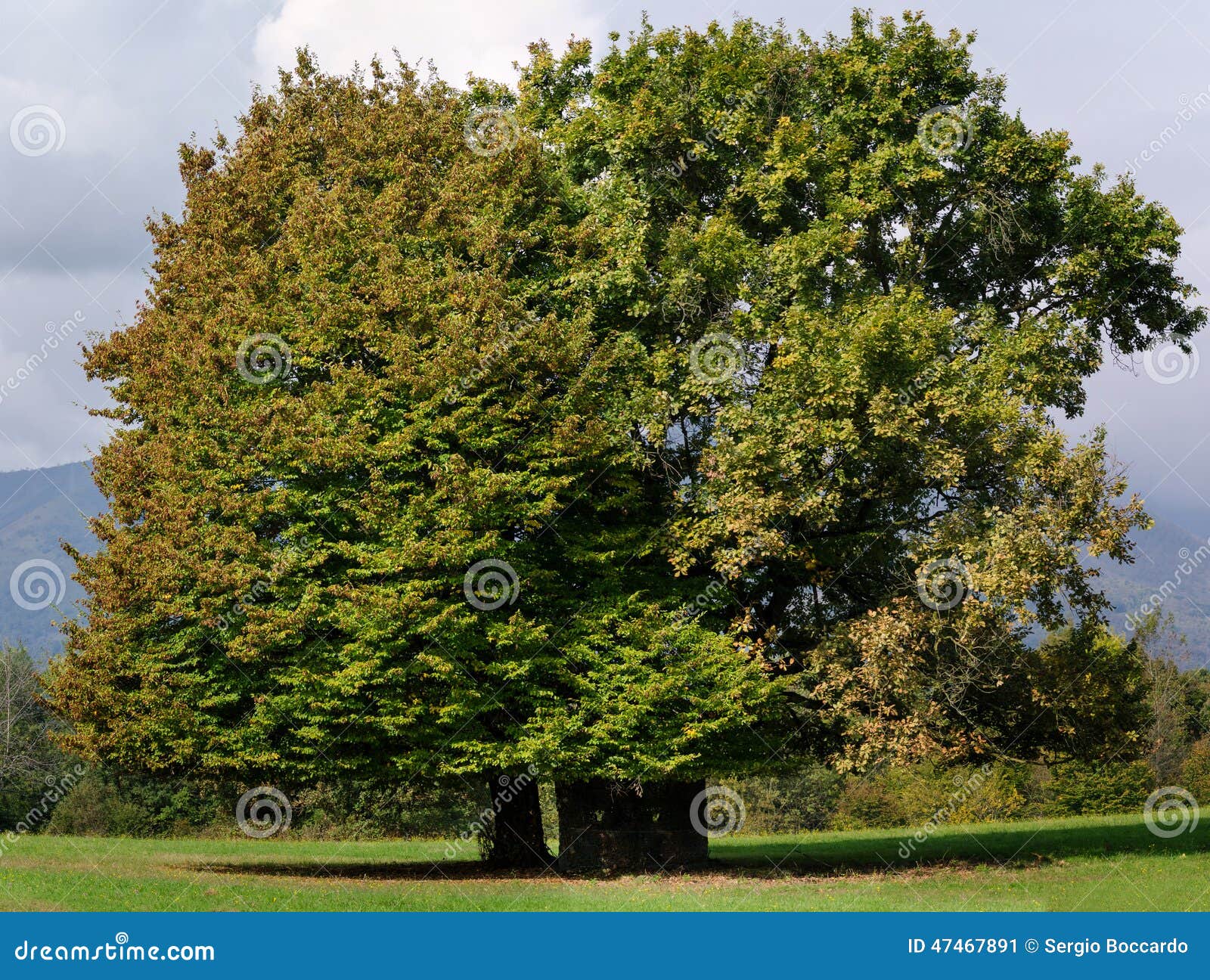 Descripción de un árbol imagen de archivo. Imagen de cielo - 47467891