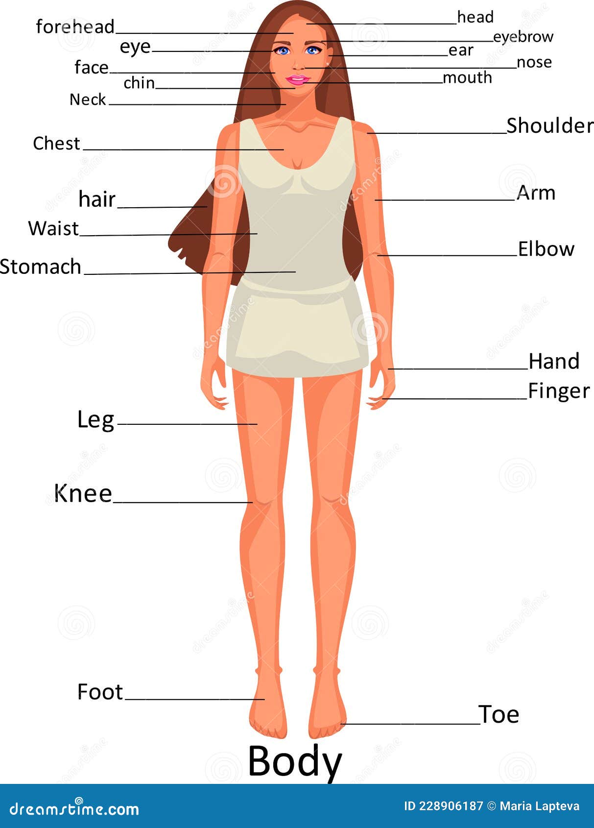 body diagram