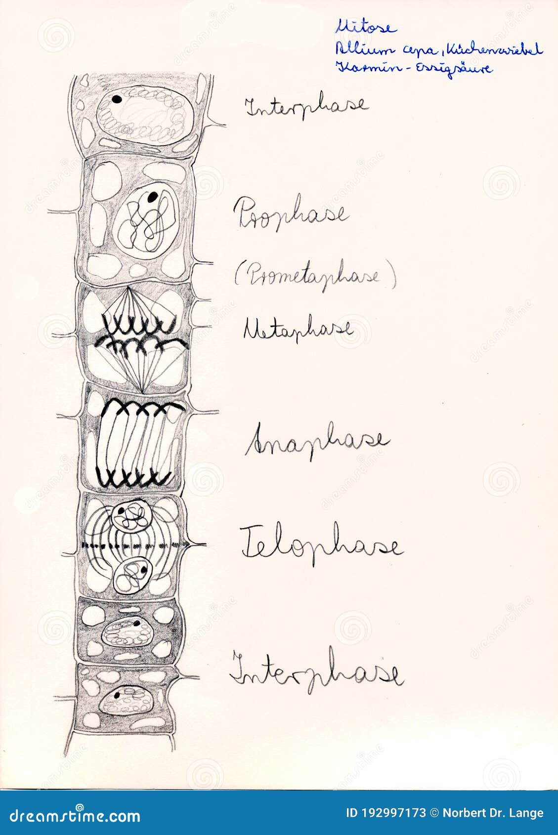 Desenhos de pirocas