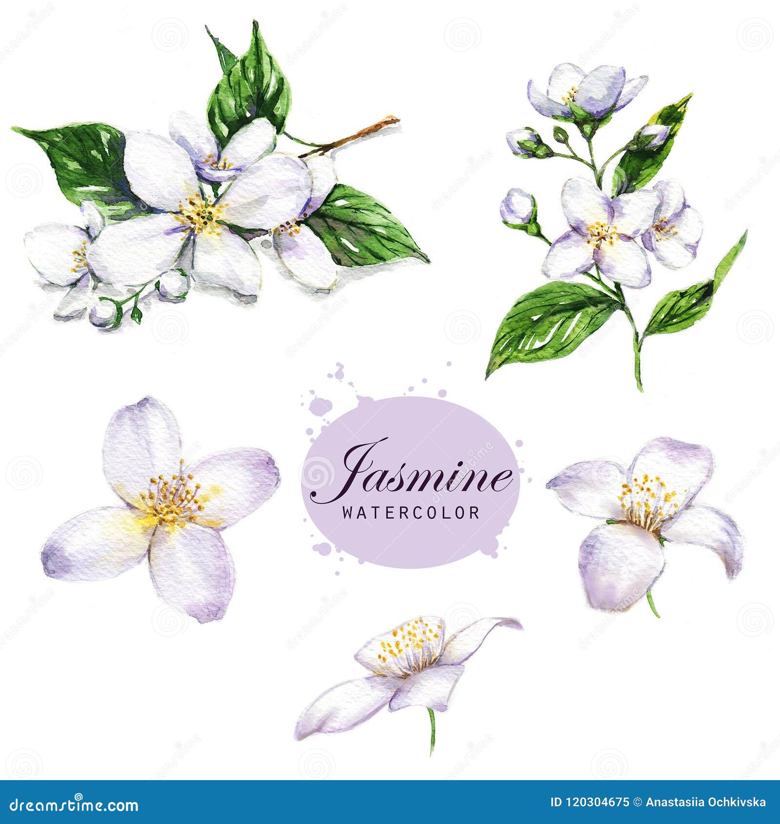Desenho Botânico Isolado No Fundo Branco: Jasmim, Flor, Folhas, Pétalas,  Flores E Ramos Ilustração Stock - Ilustração de florescer, verde: 120304675