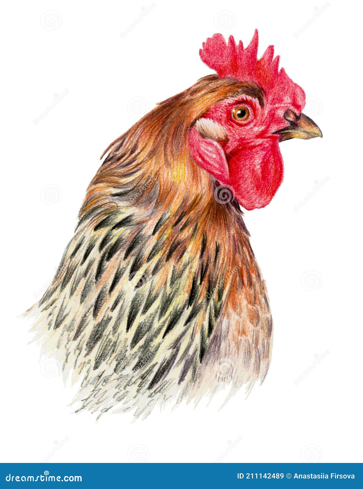 galinha marrom, frango de um toque de aquarela, desenho colorido