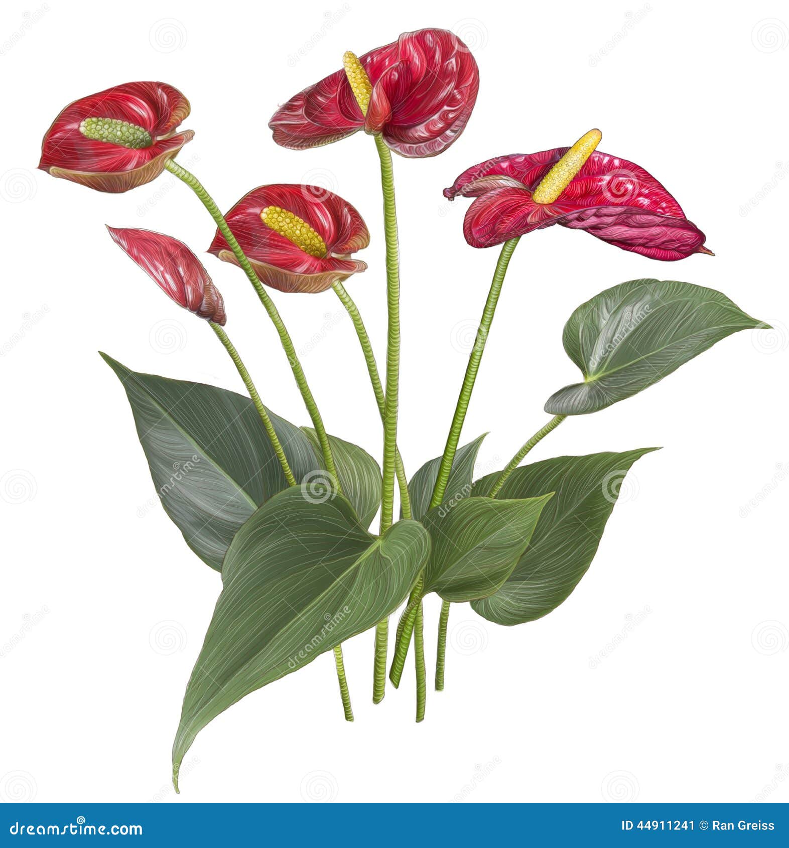 Desenho Da Flor Vermelha Do Antúrio Ilustração Stock - Ilustração de  jardineiro, florescer: 44911241