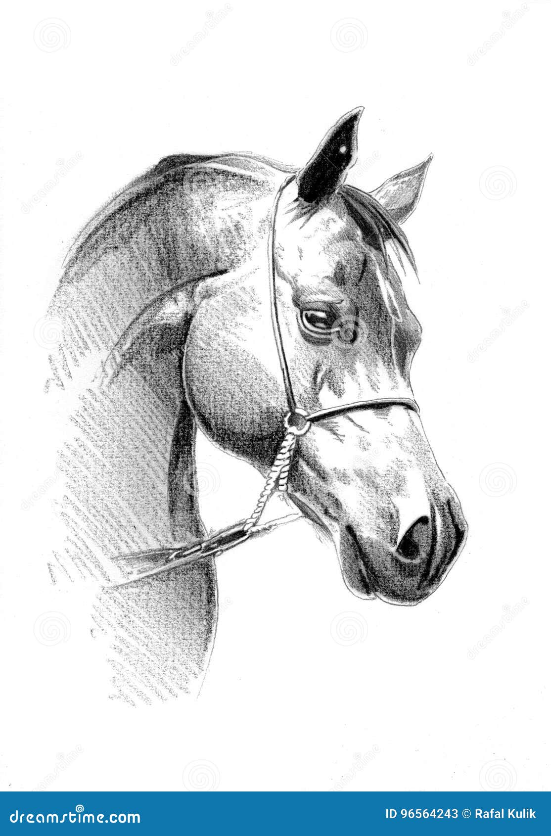 Desenho De Lápis Da Cabeça De Cavalo Ilustração Stock