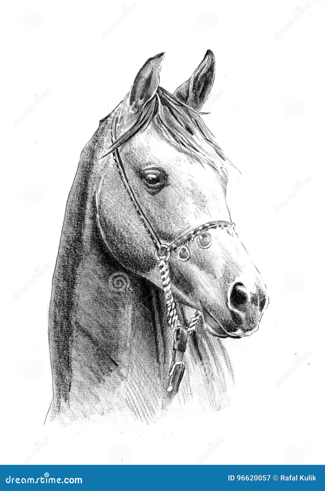 Desenho De Lápis Da Cabeça De Cavalo Ilustração Stock