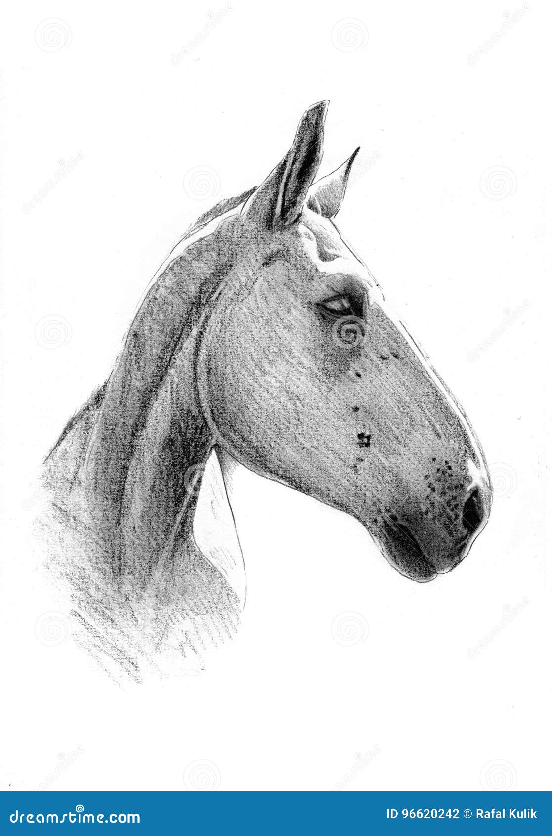 Desenho De Lápis De Cabeça De Cavalo Foto Royalty Free, Gravuras, Imagens e  Banco de fotografias. Image 82668460