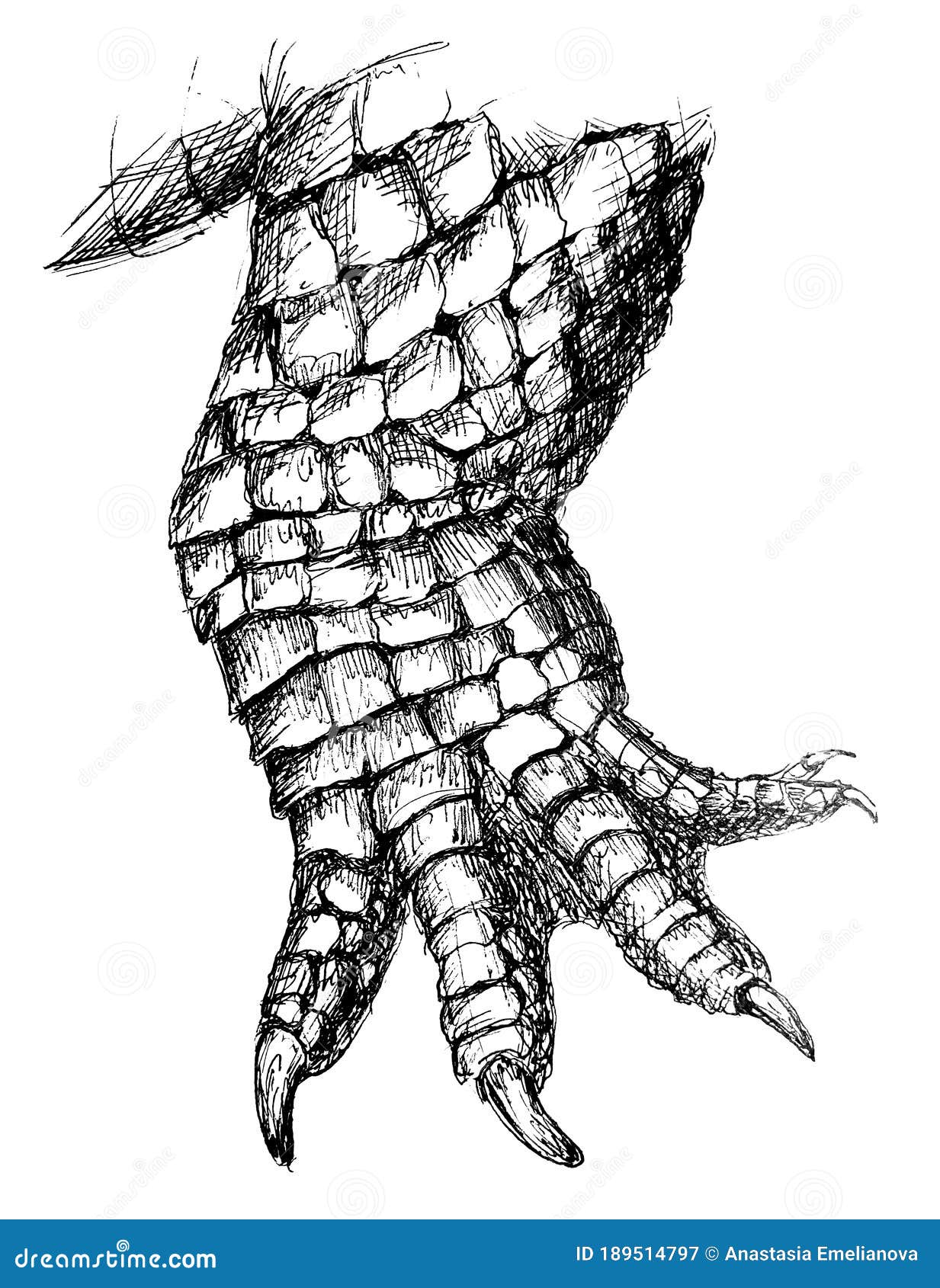 Como Desenhar Uma Ilustração Vetorial Crocodilo Desenhe Jacaré