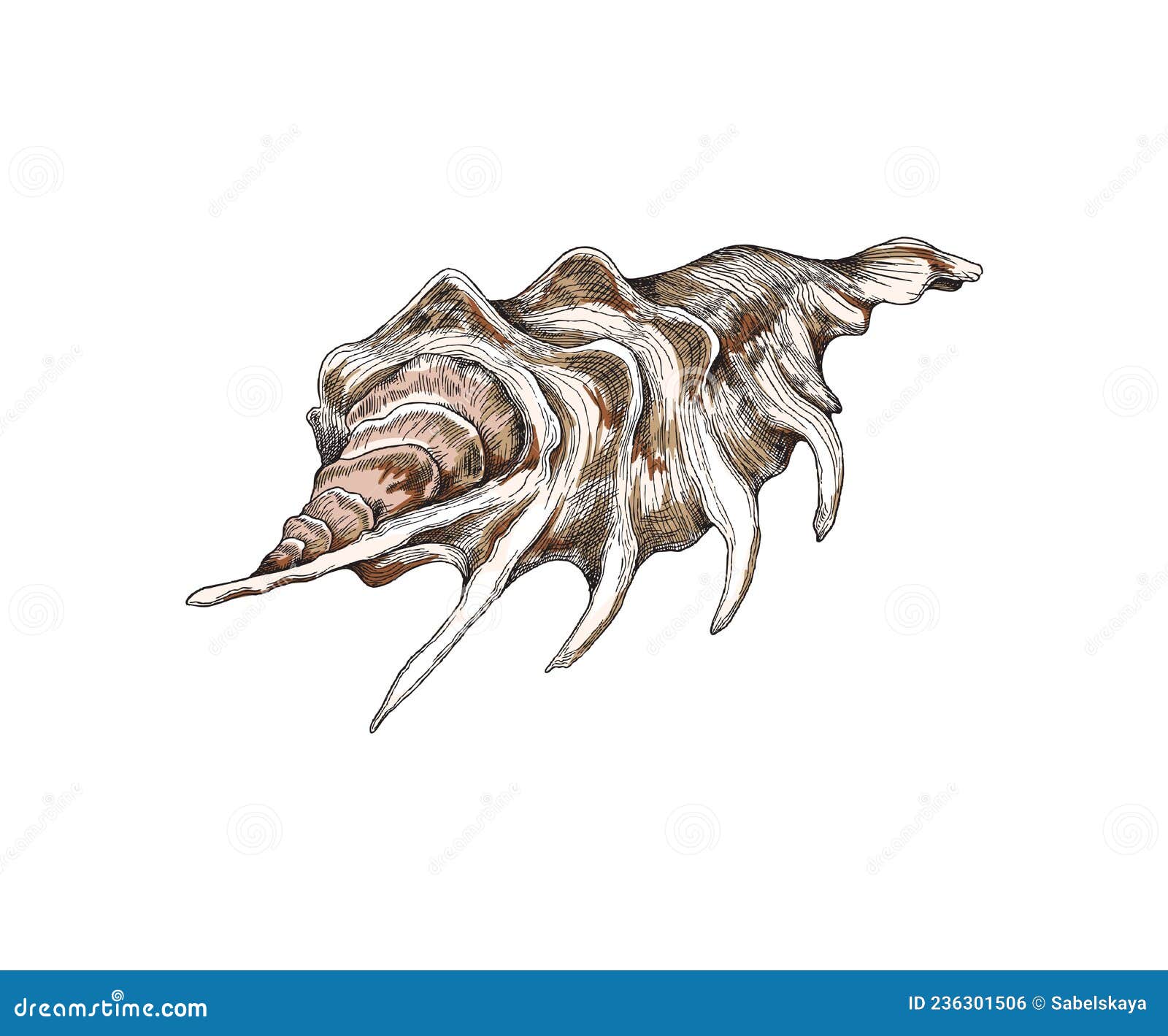 Caracola de mar lambis millepeda