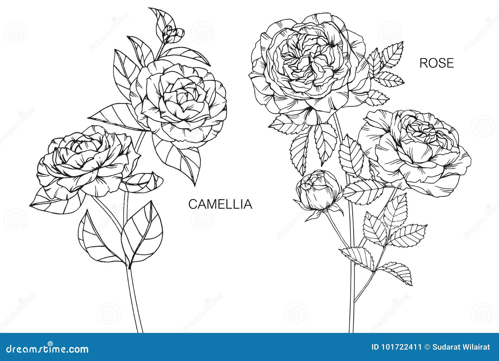 Desenho E Esboço Da Flor Da Camélia E Das Rosas Ilustração do Vetor -  Ilustração de isolado, flor: 101722411