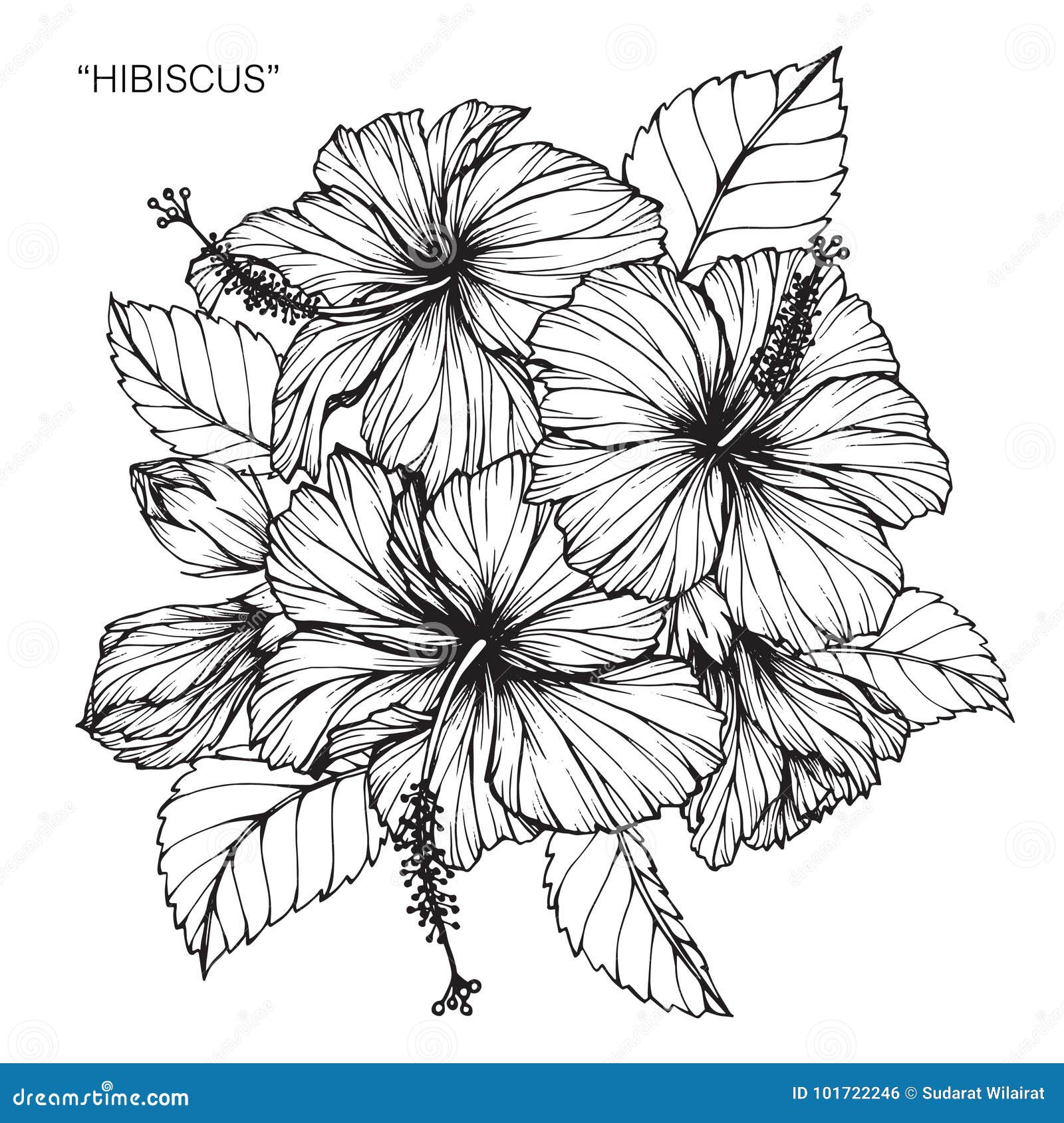Desenho E Esboço De Flor De Hibisco Ilustração do Vetor - Ilustração de  arte, planta: 101722246, image size:1600x1690